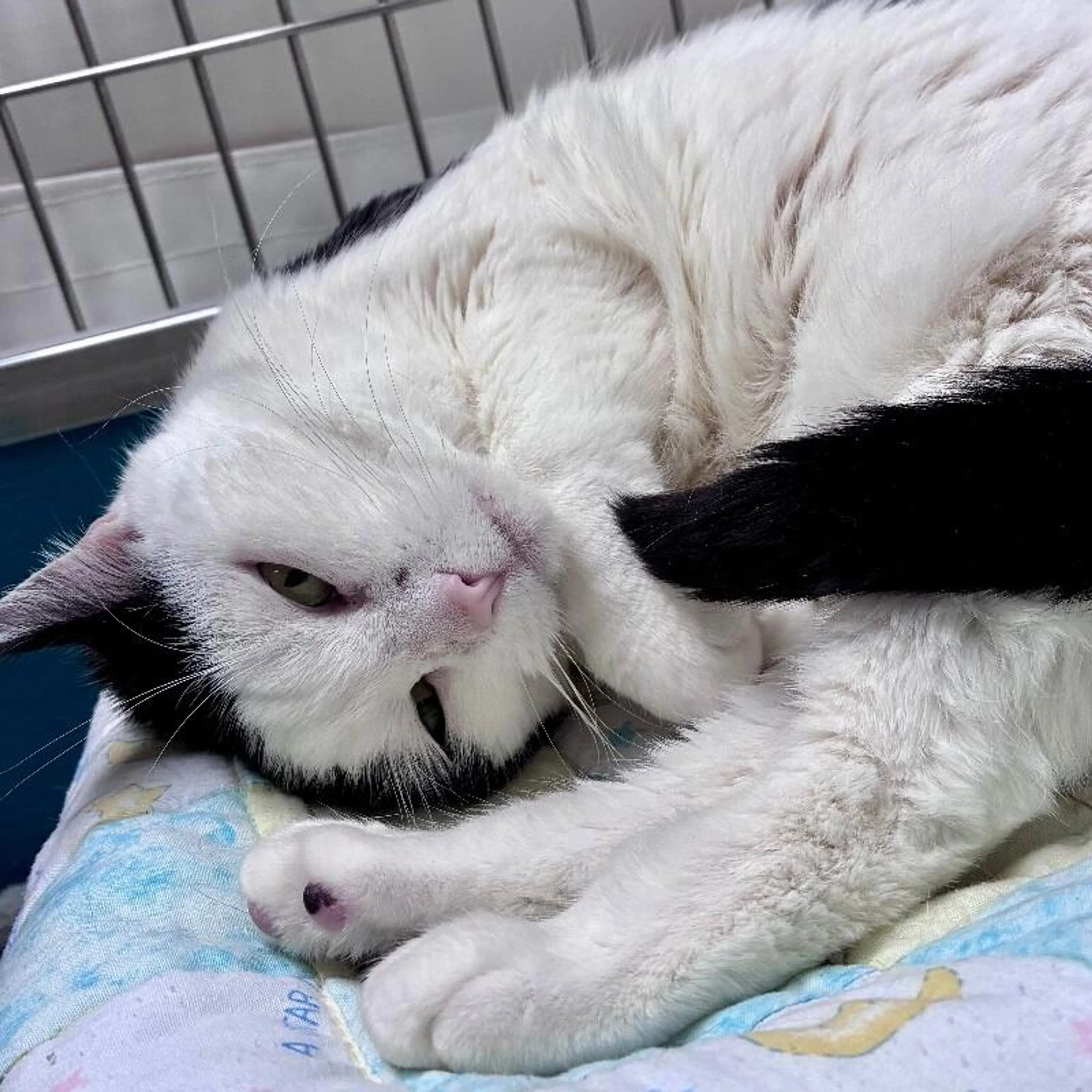 Found pet-3