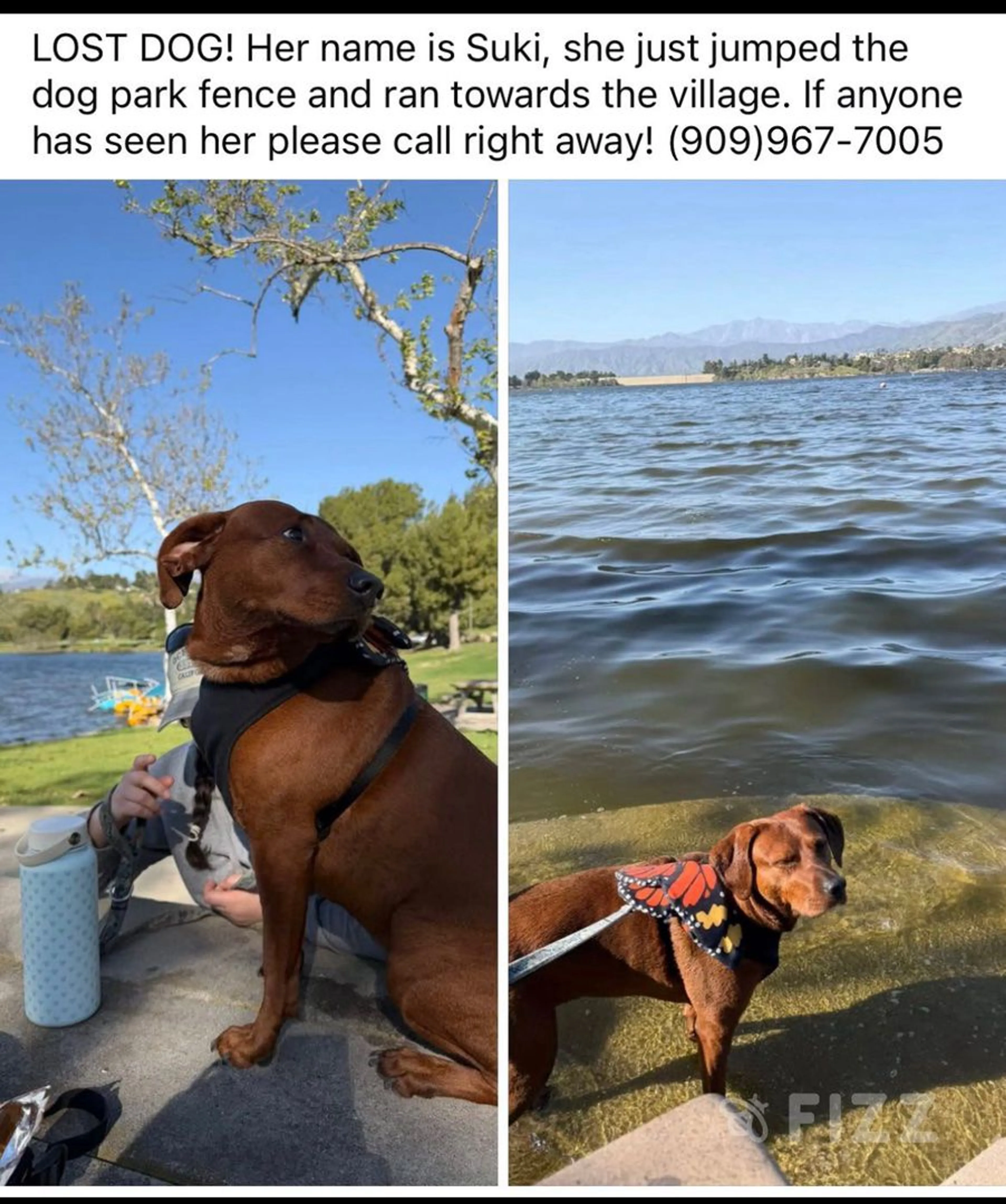 Lost pet
