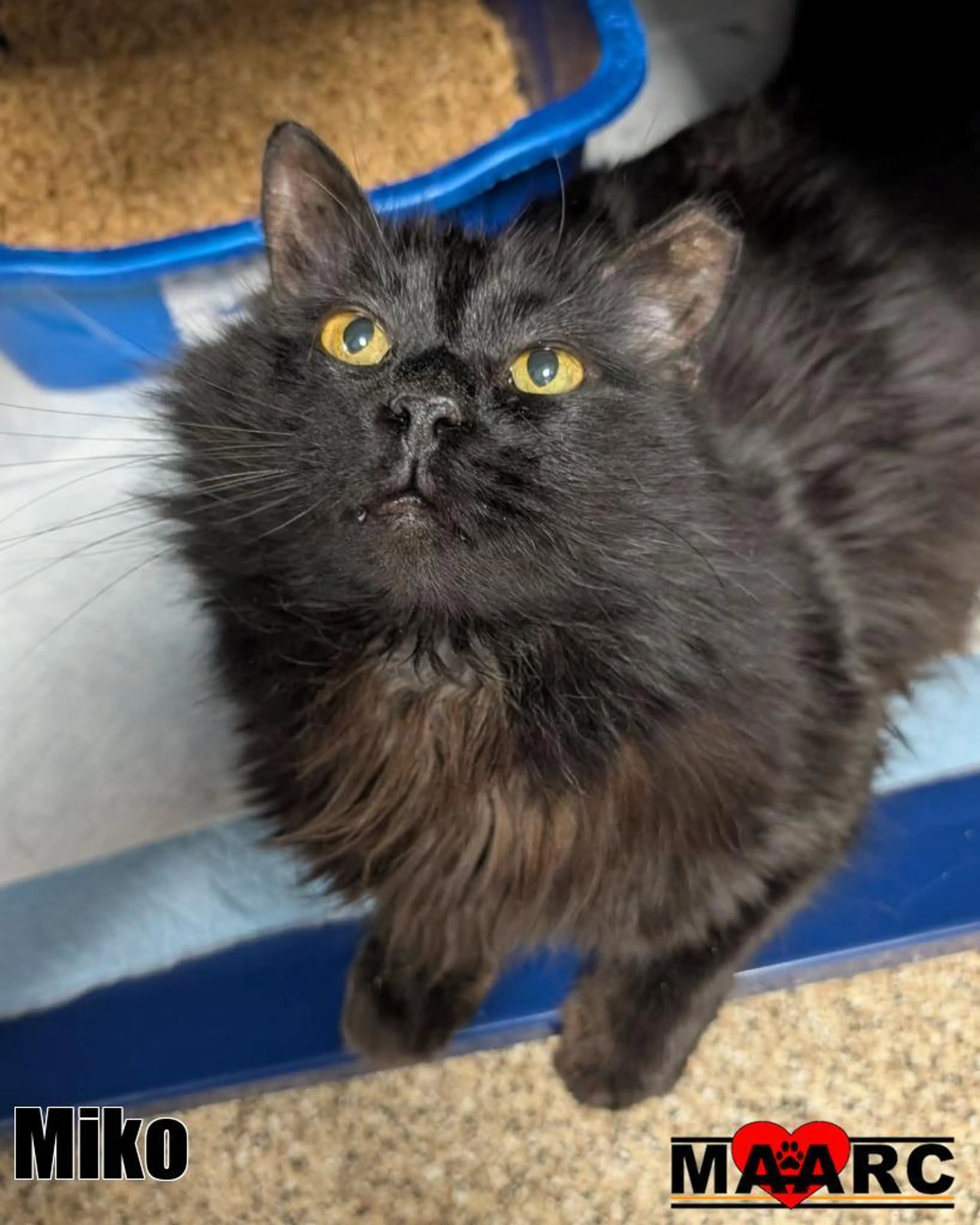 Found pet-1