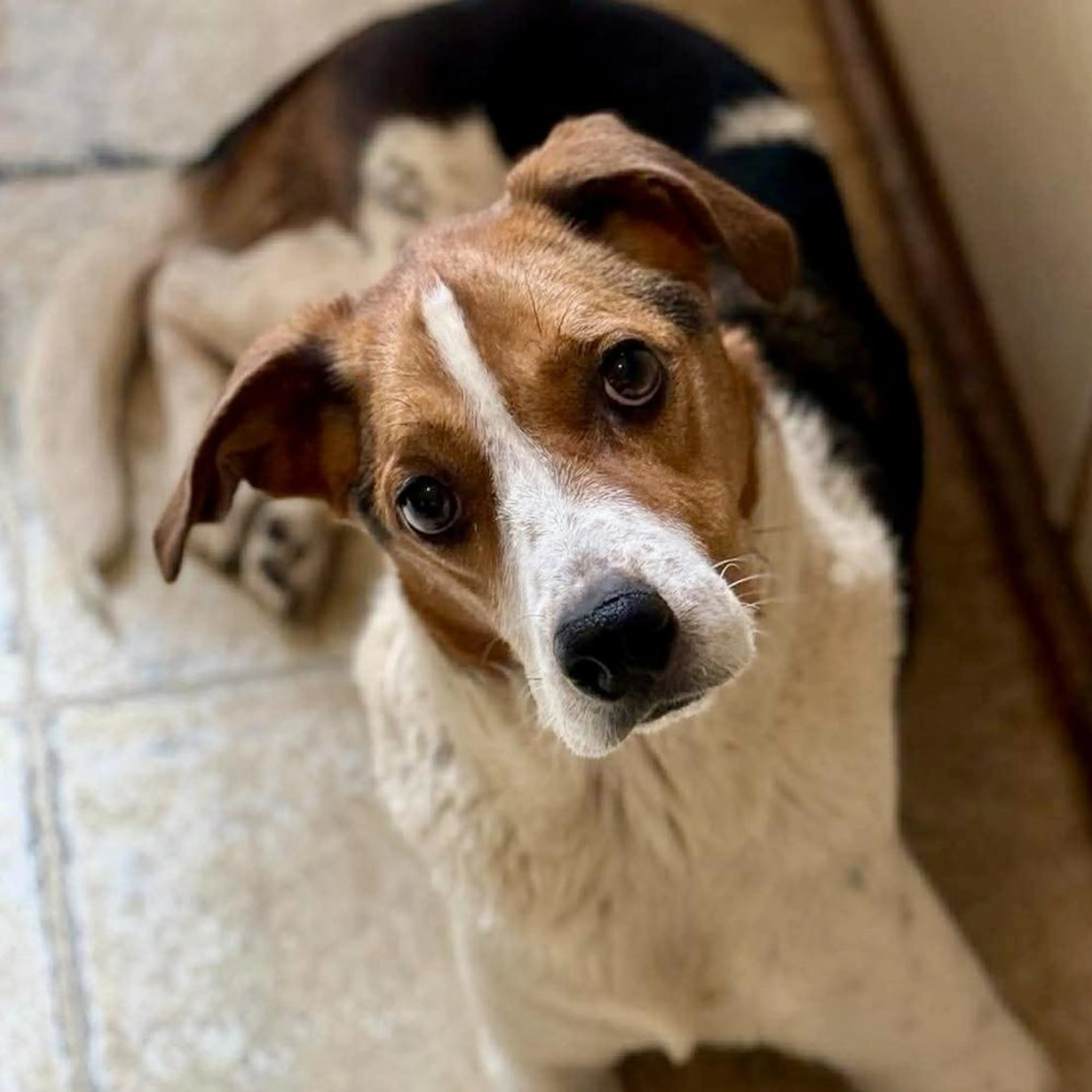 Found pet-3