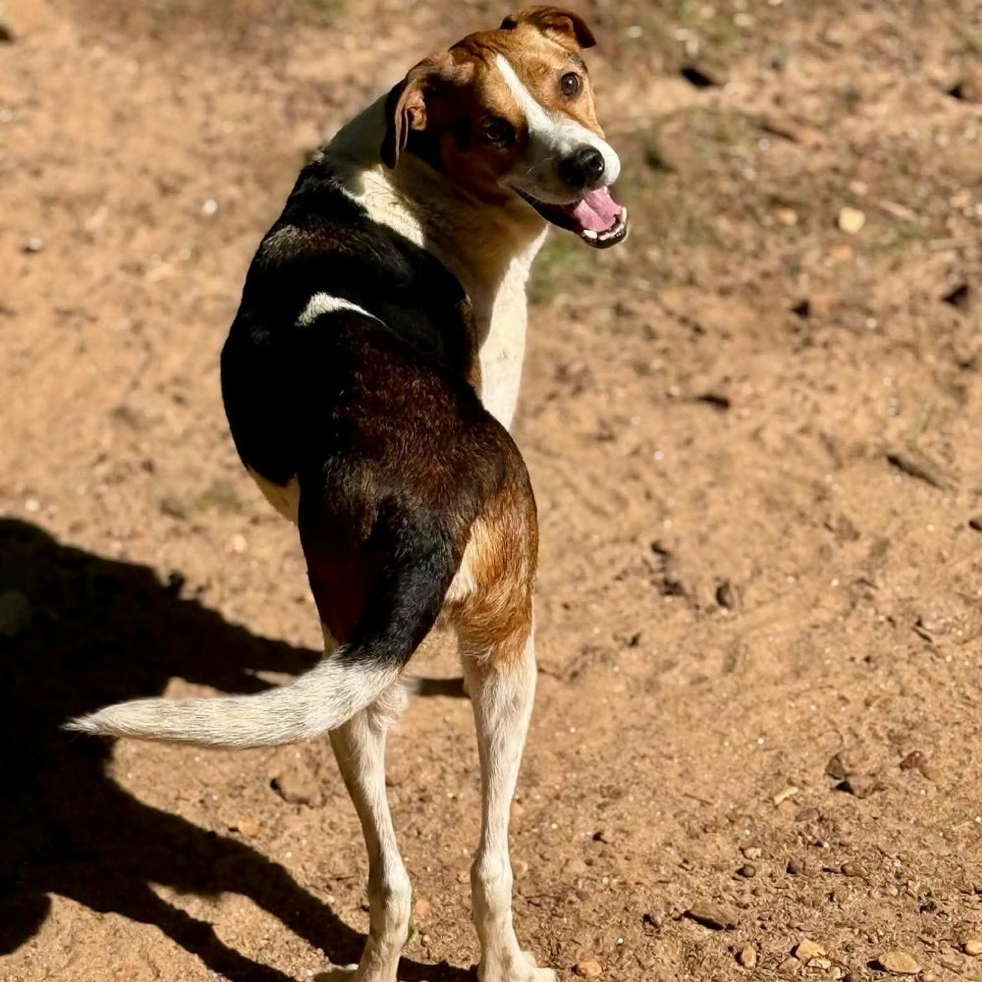 Found pet-2