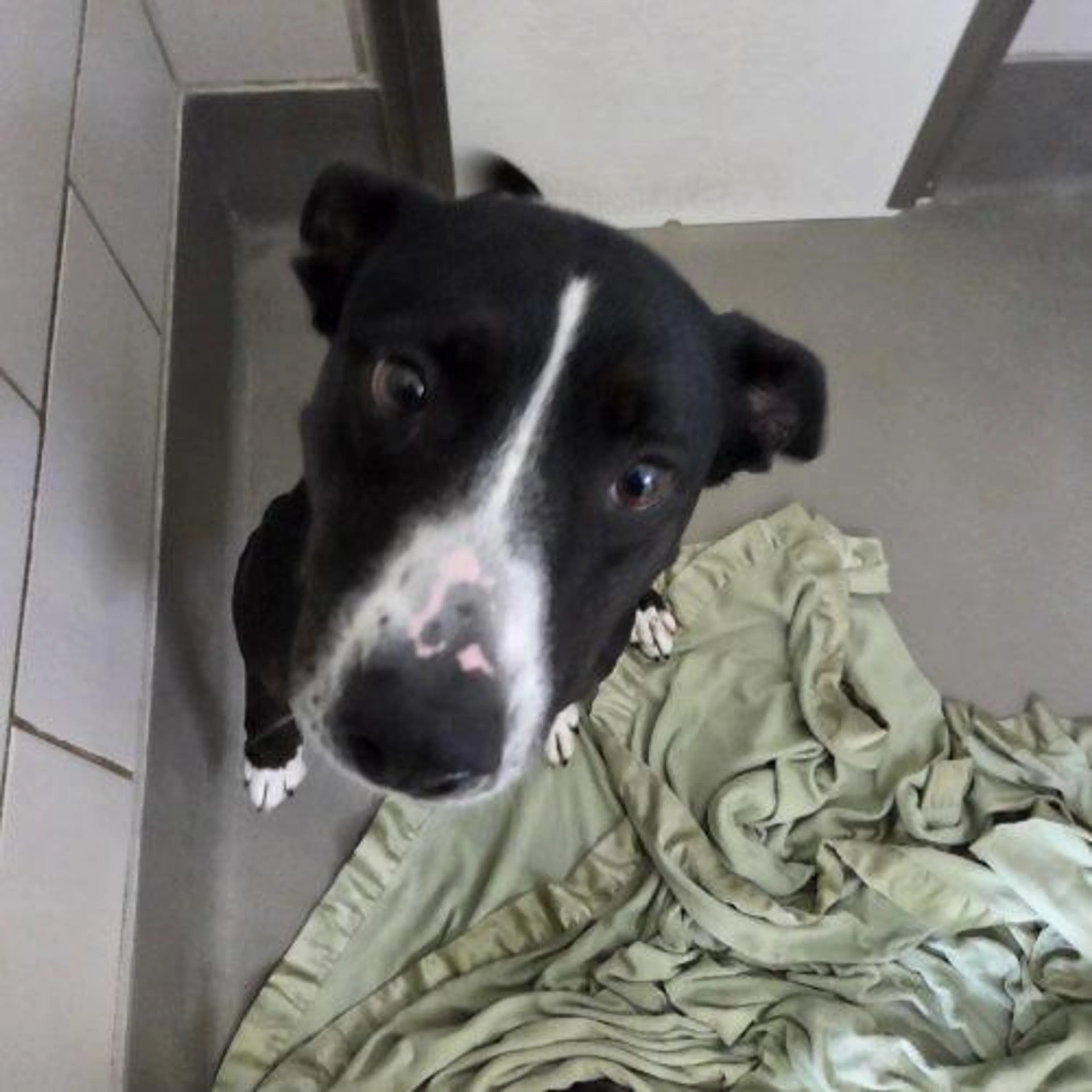 Found pet-2