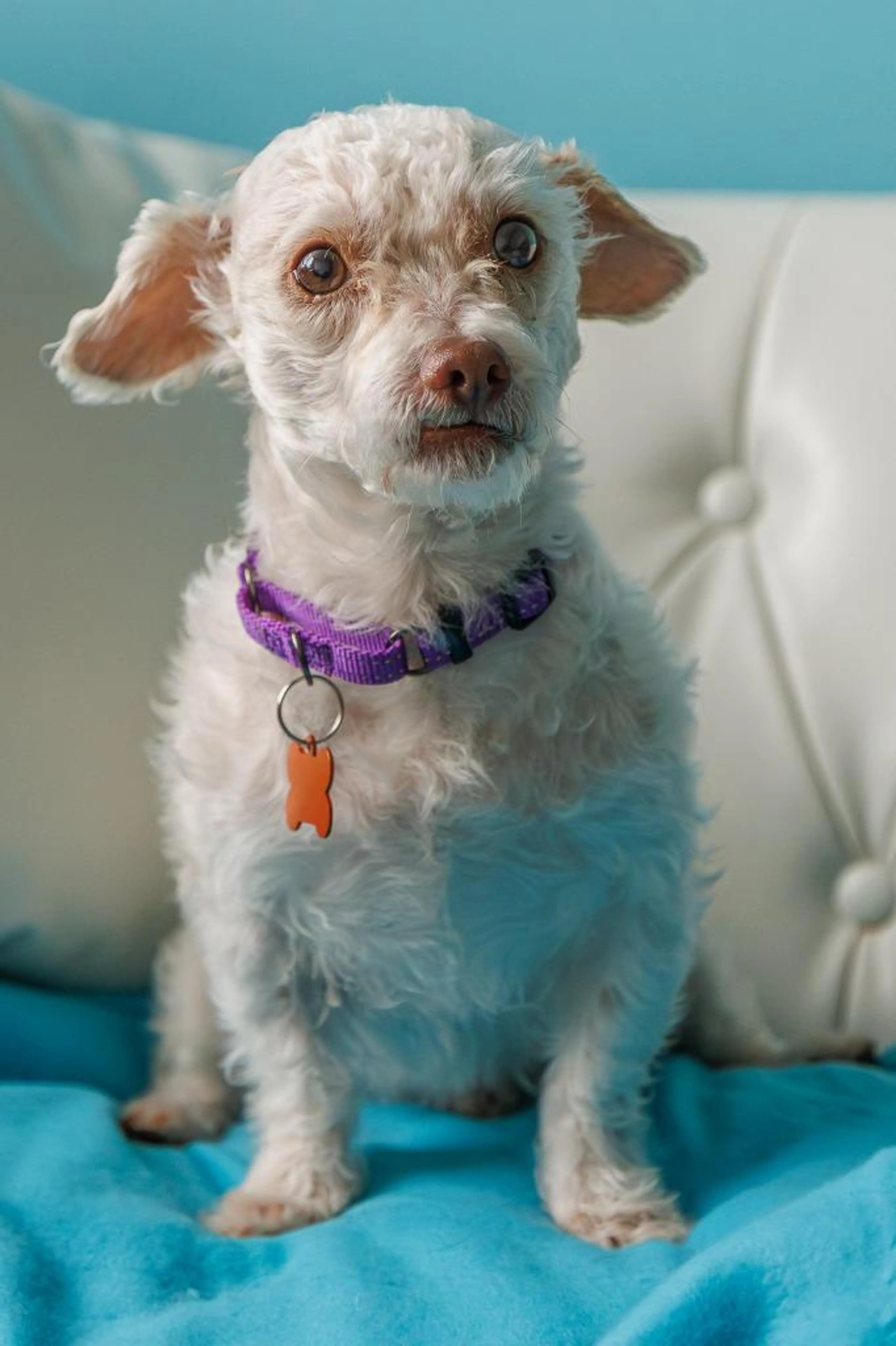 Found pet-1