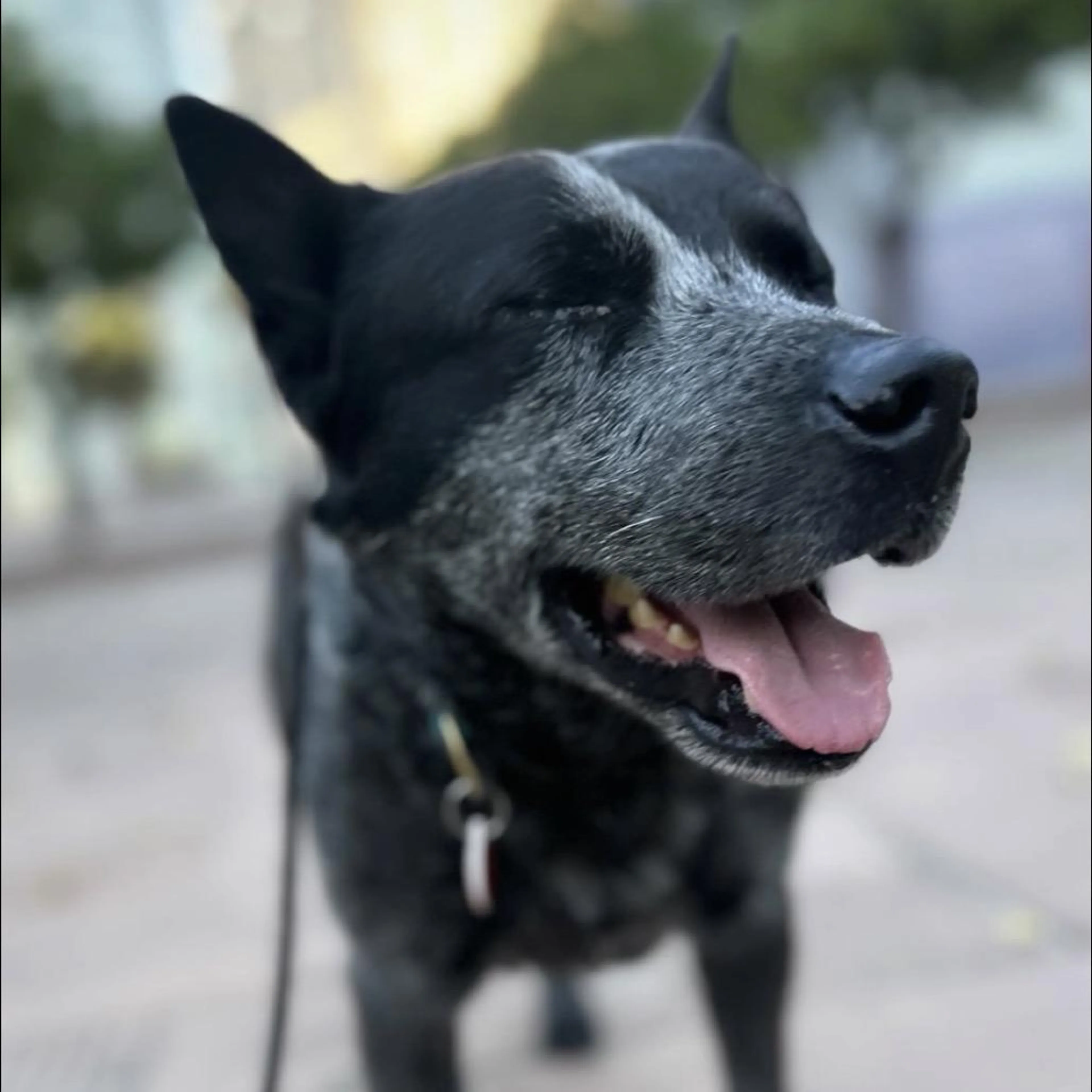 Found pet-4