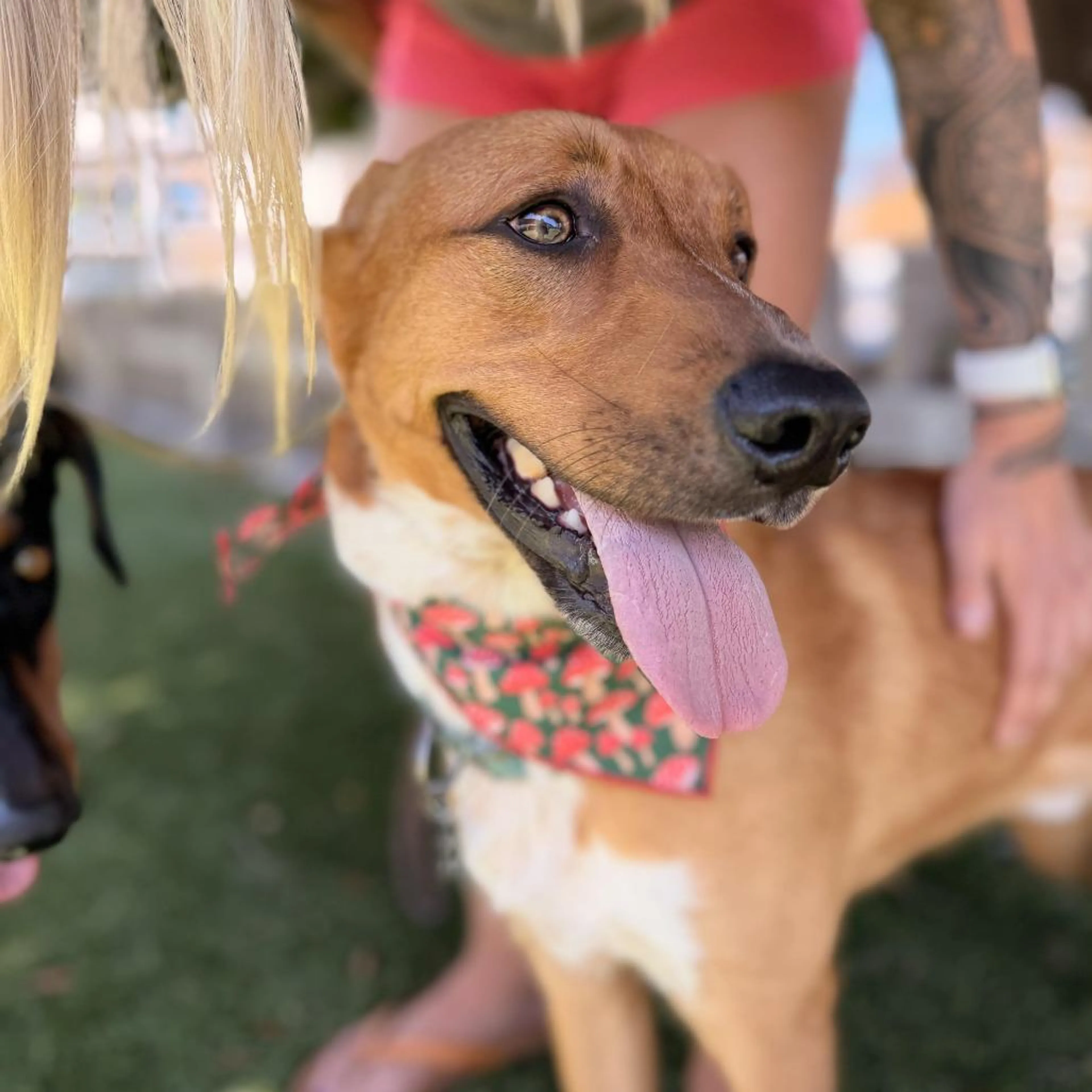 Found pet-3