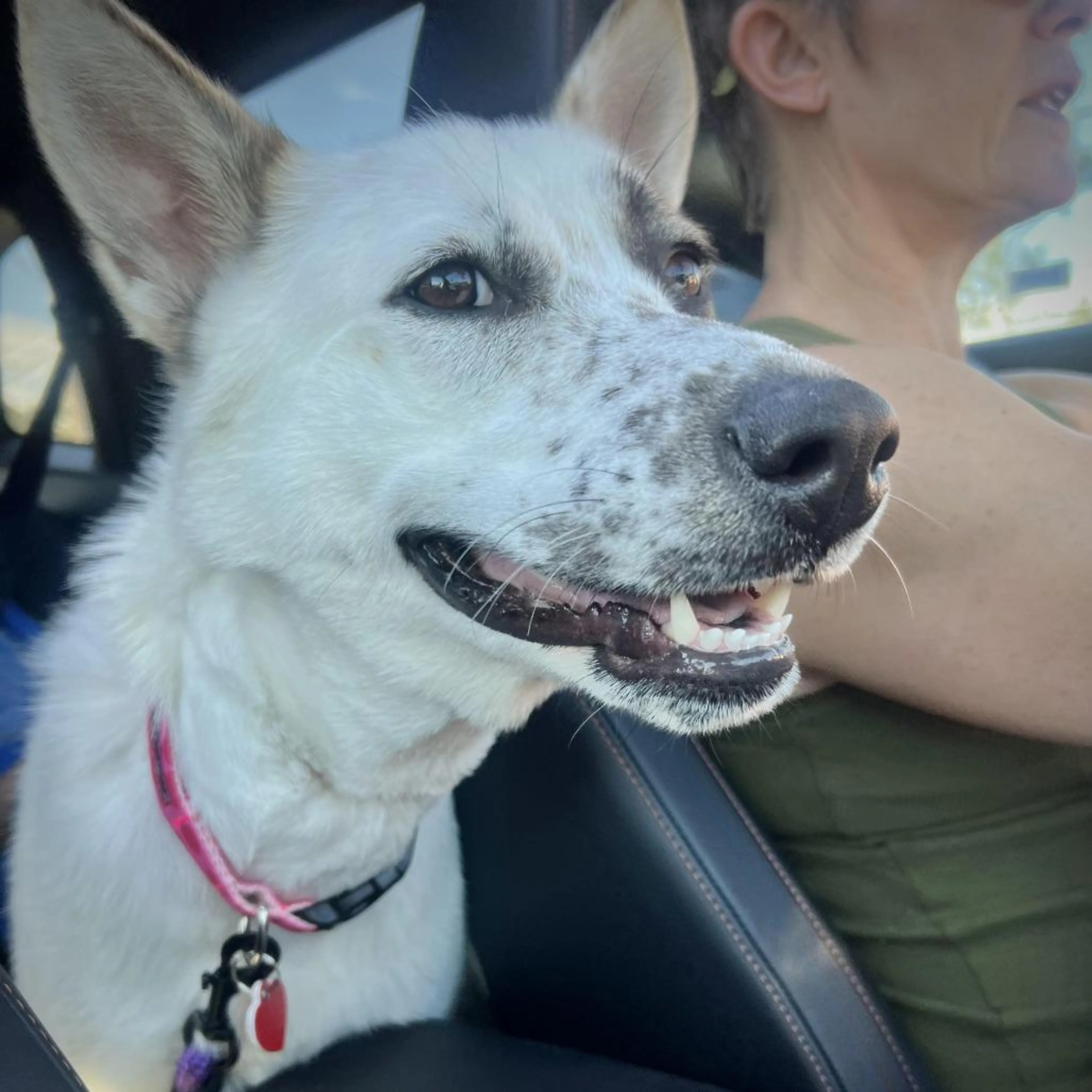 Found pet-2