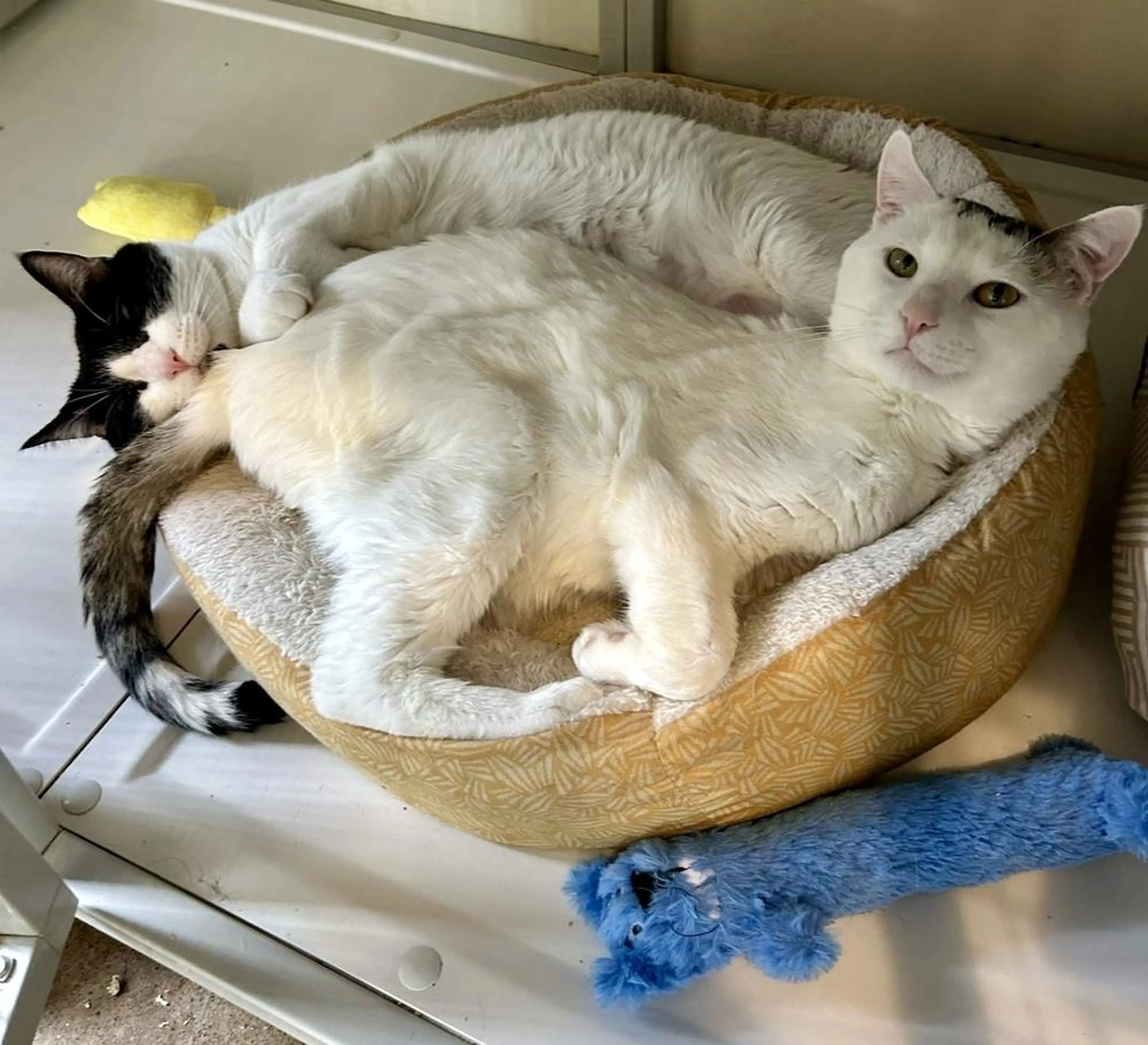 Found pet-1