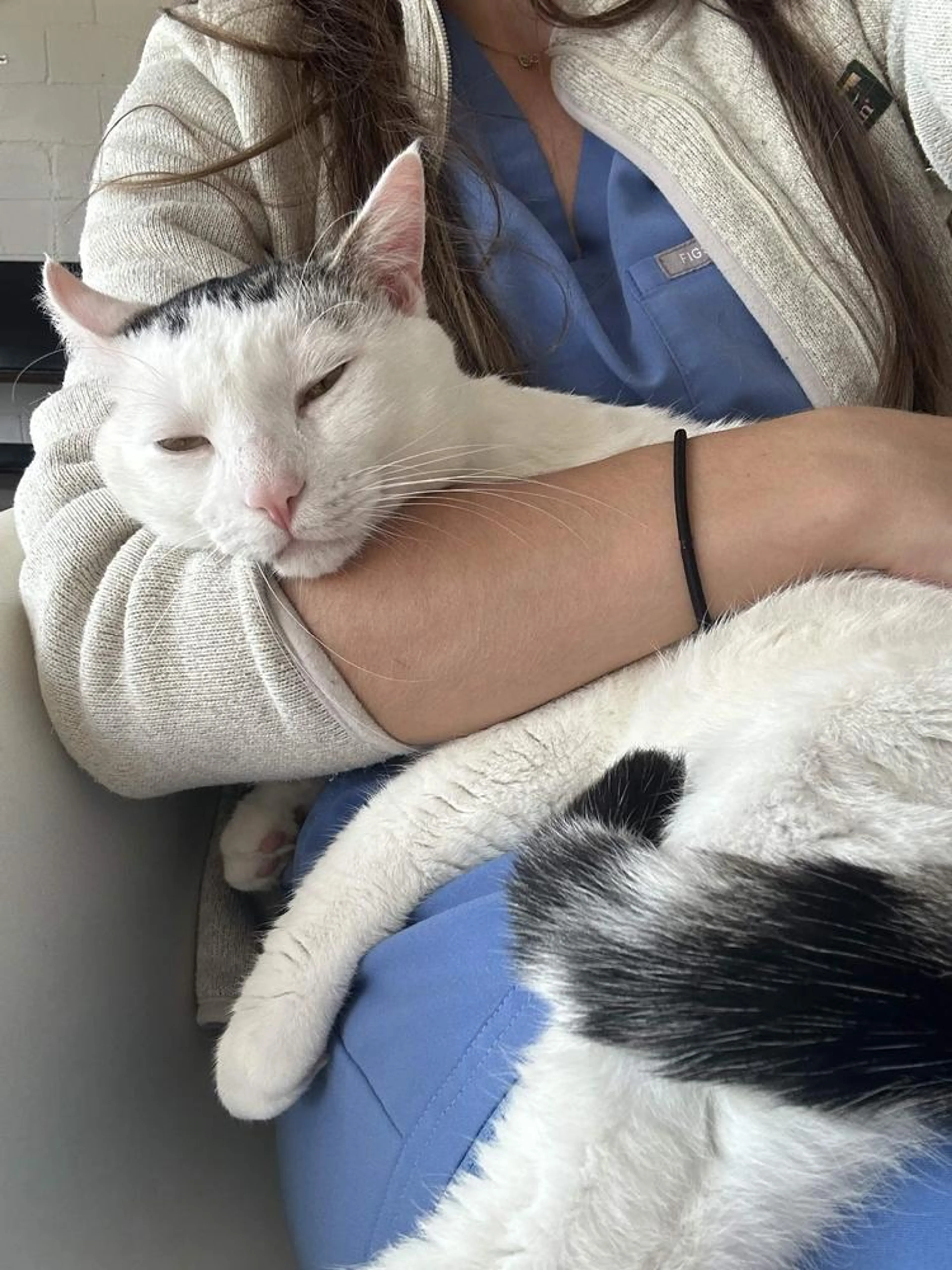 Found pet-2