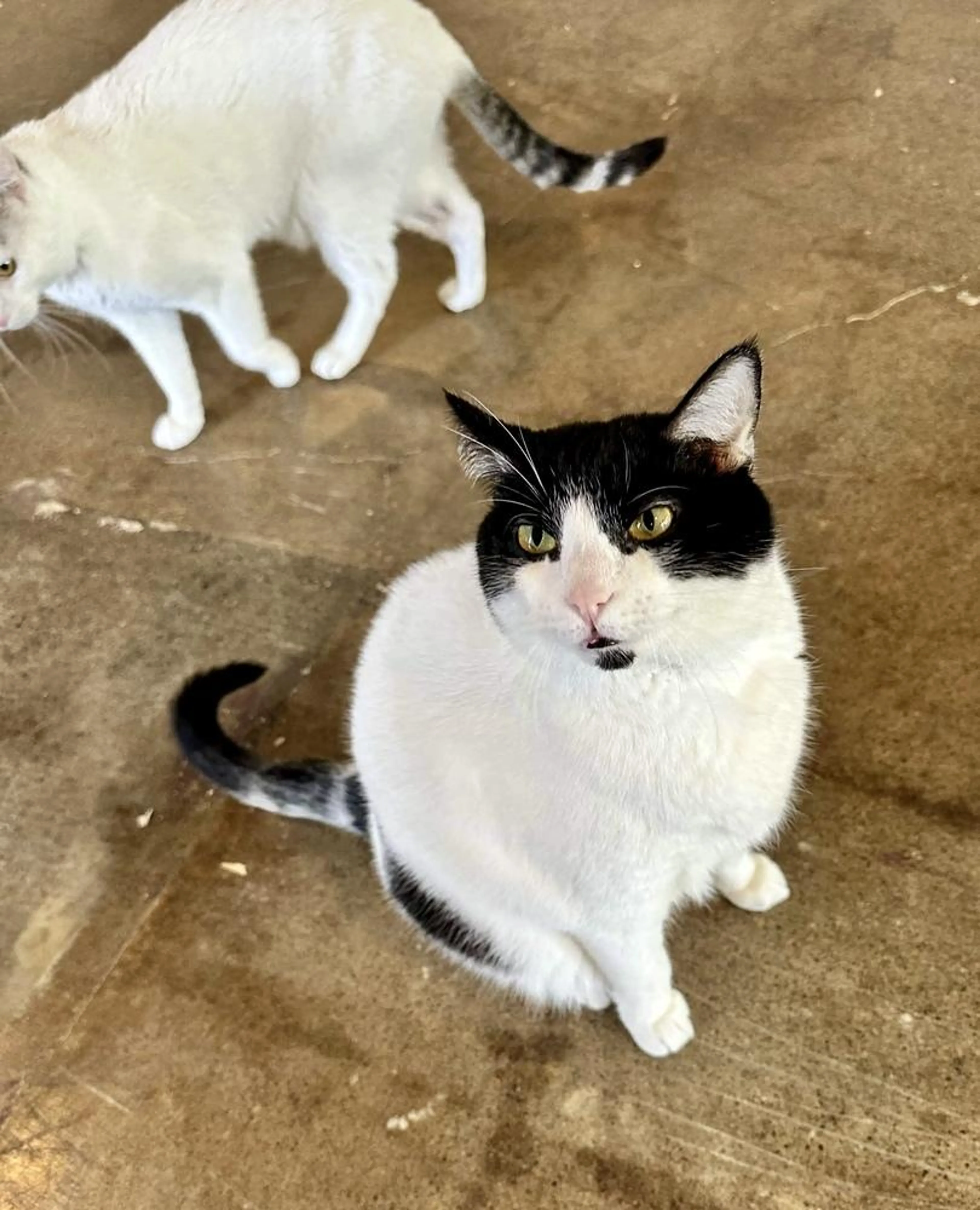 Found pet-3
