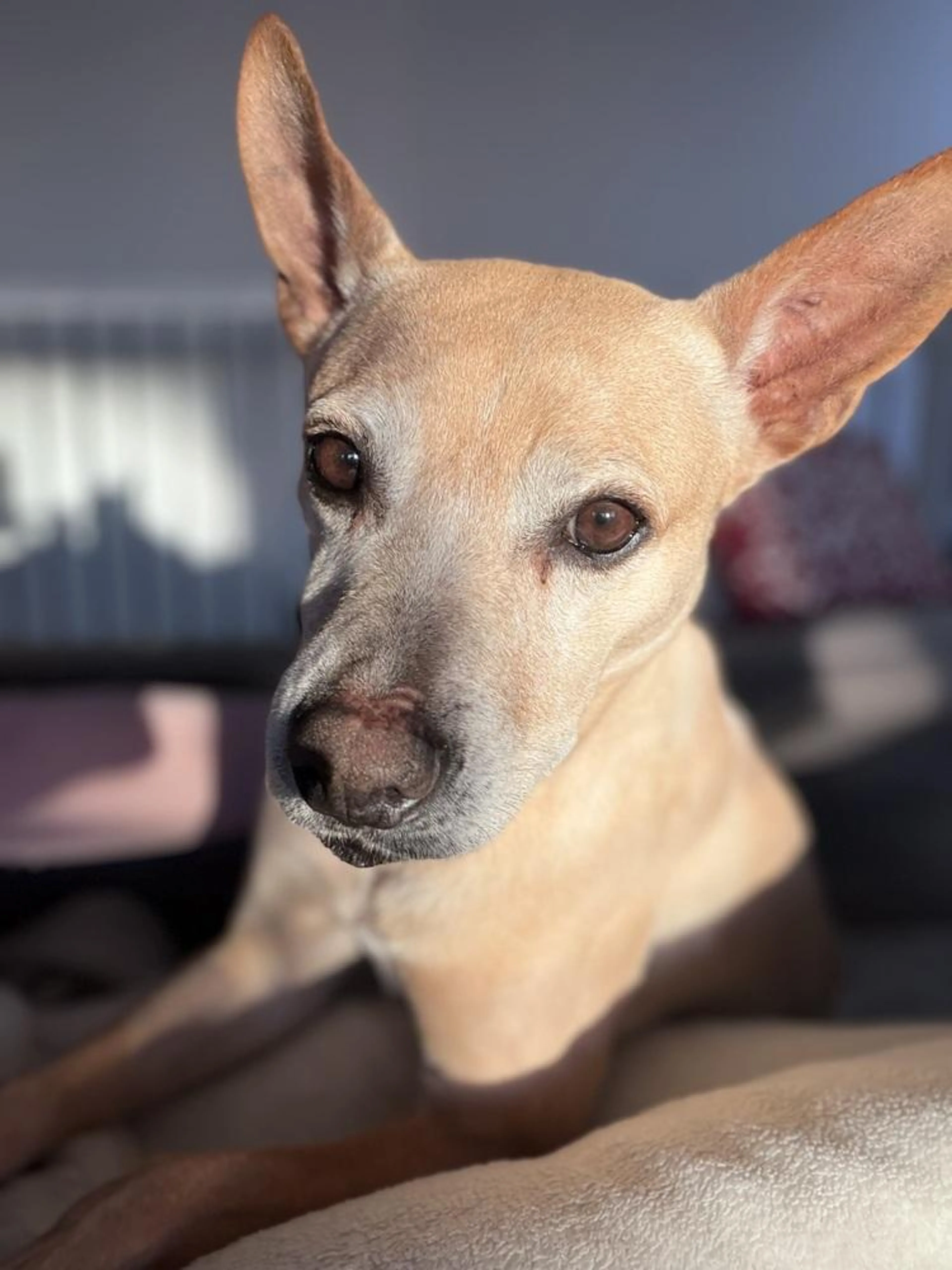Found pet-1