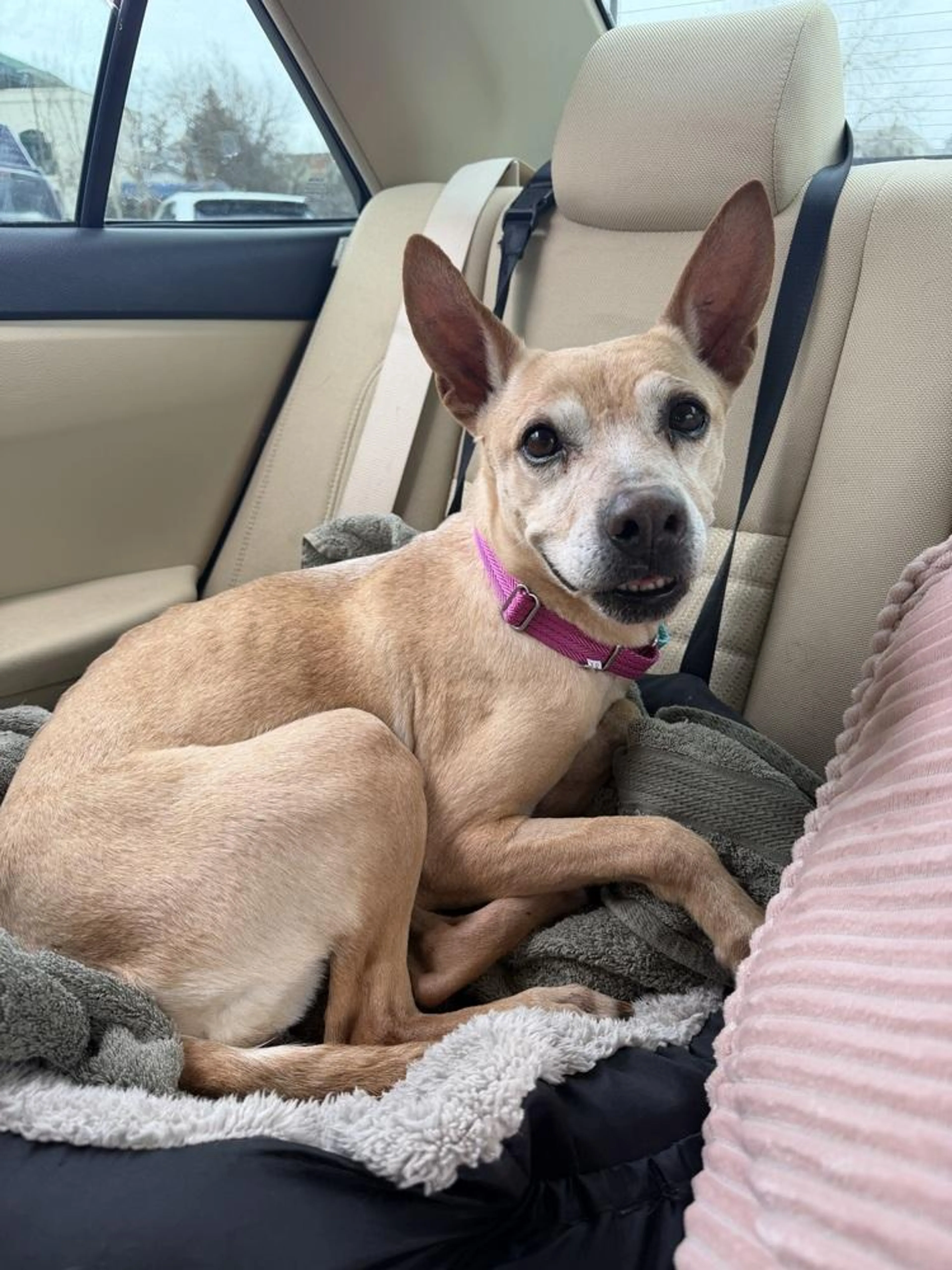 Found pet-3