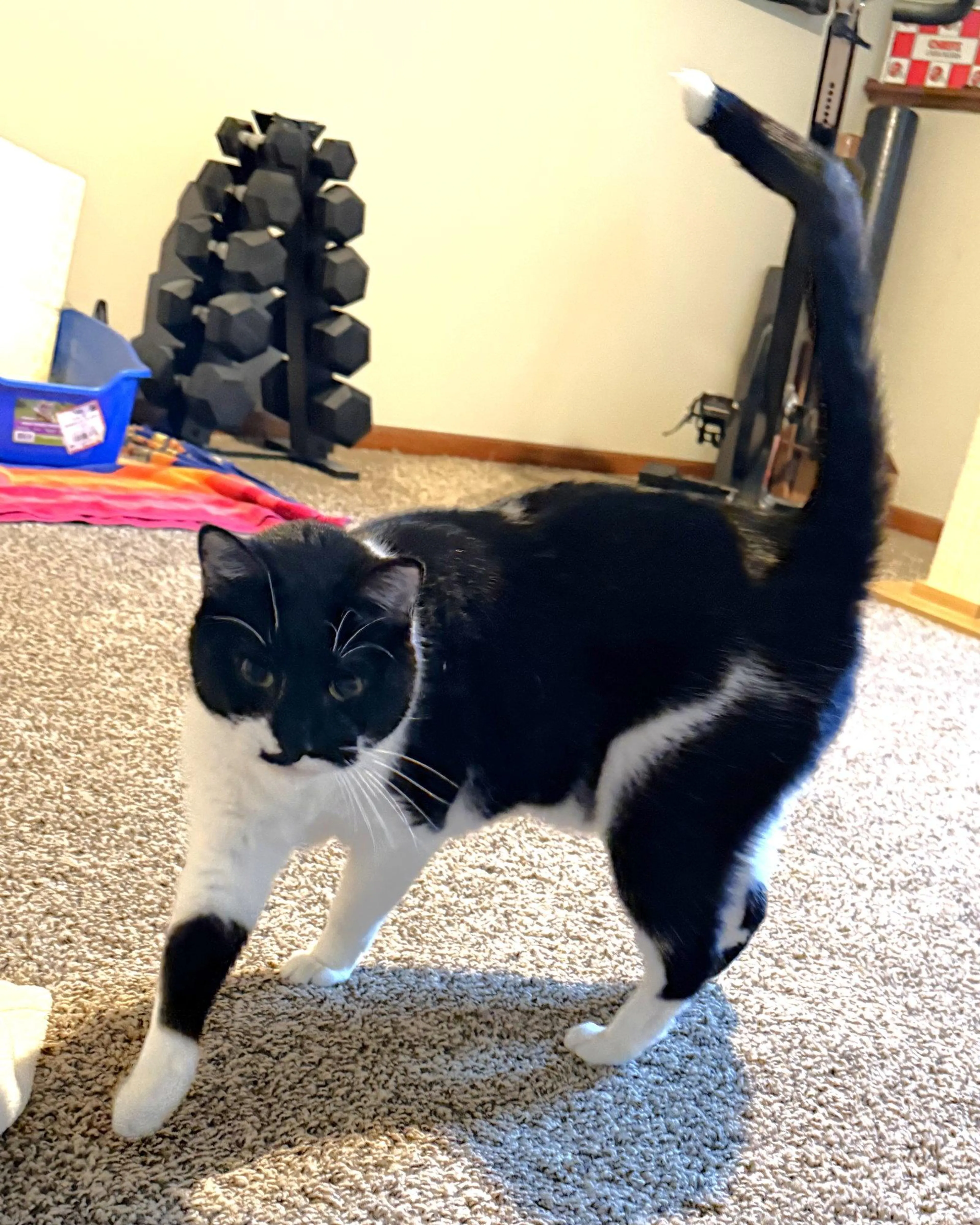 Found pet-0