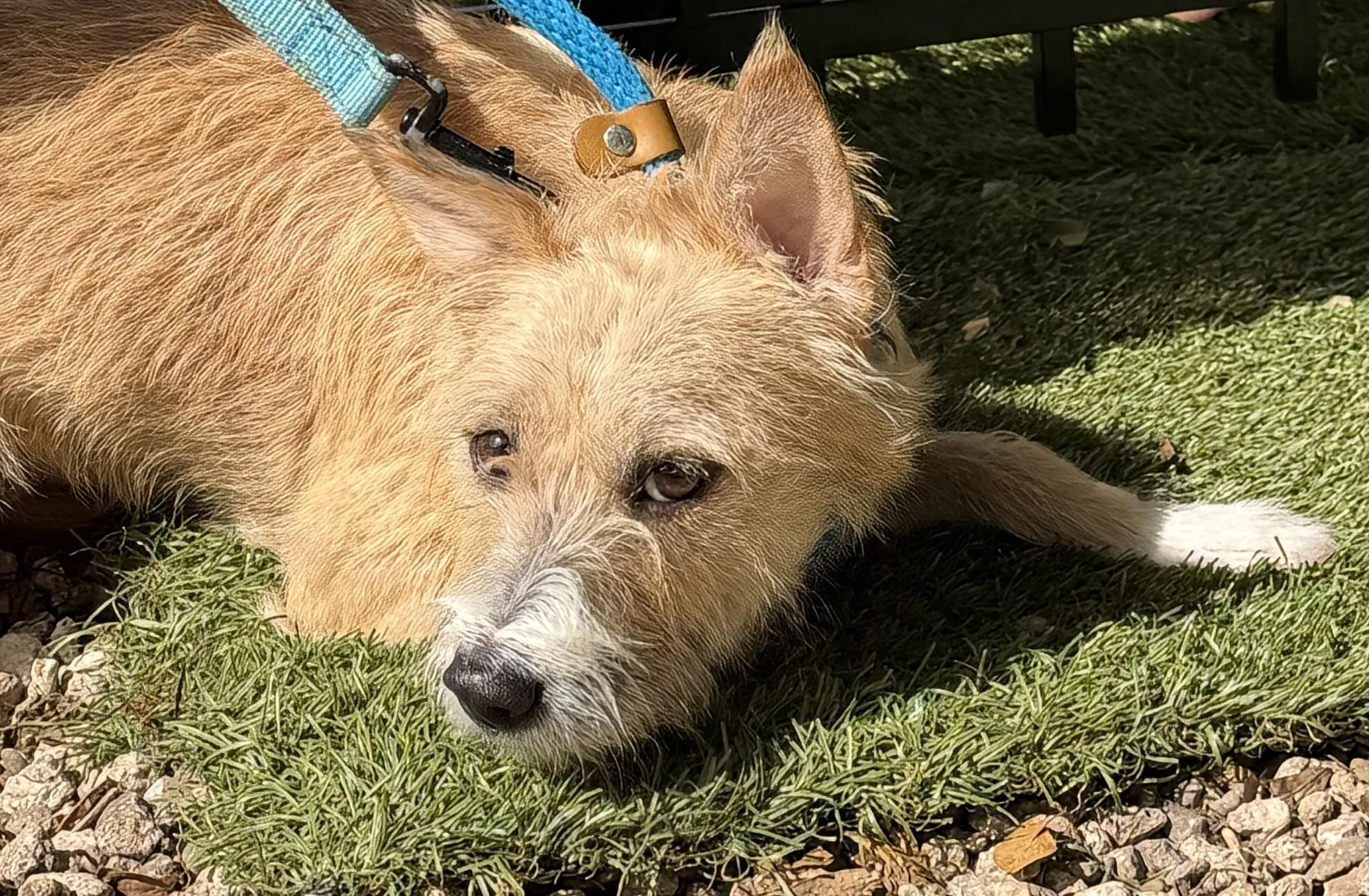 Found pet