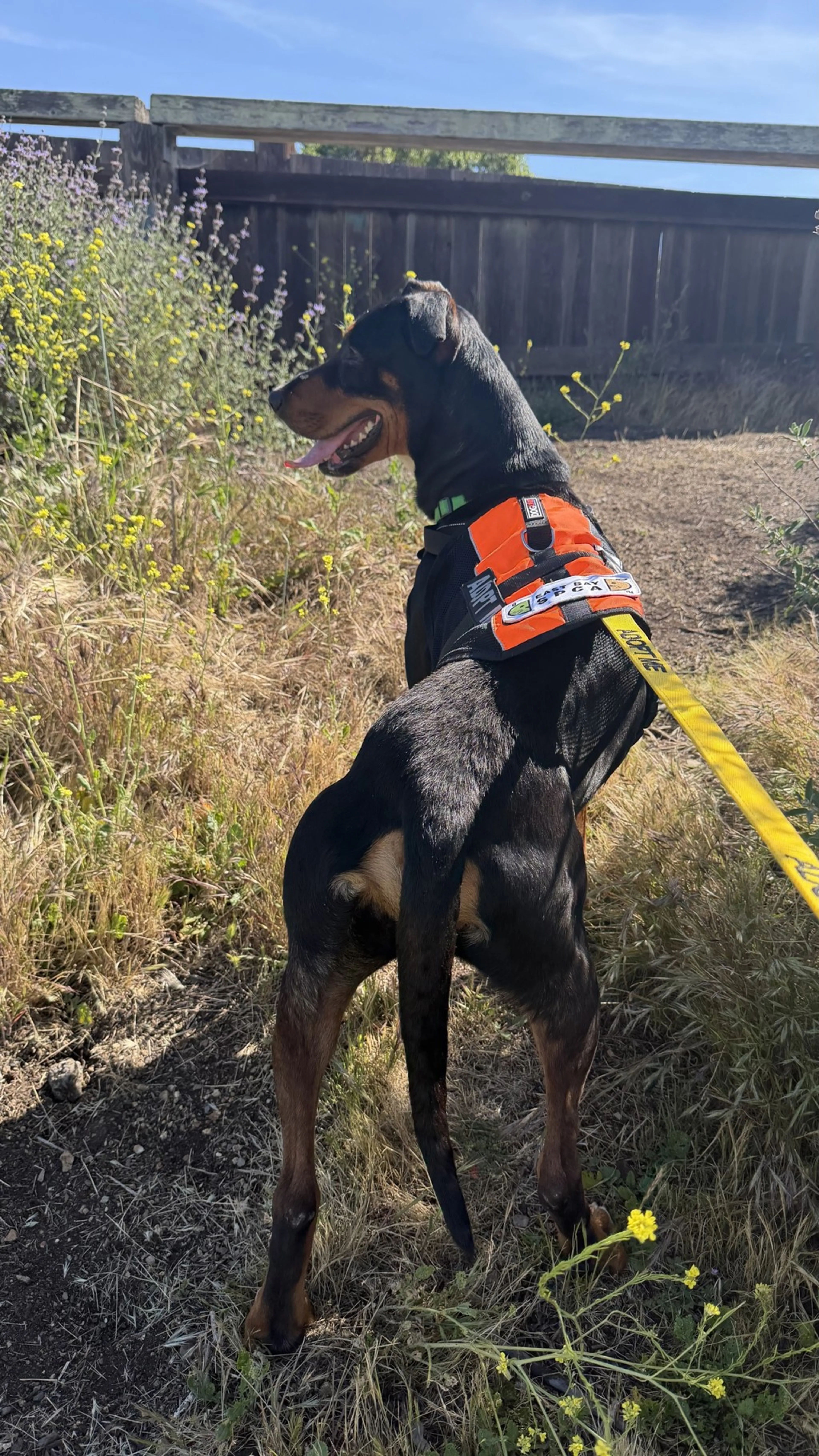 Found pet-1