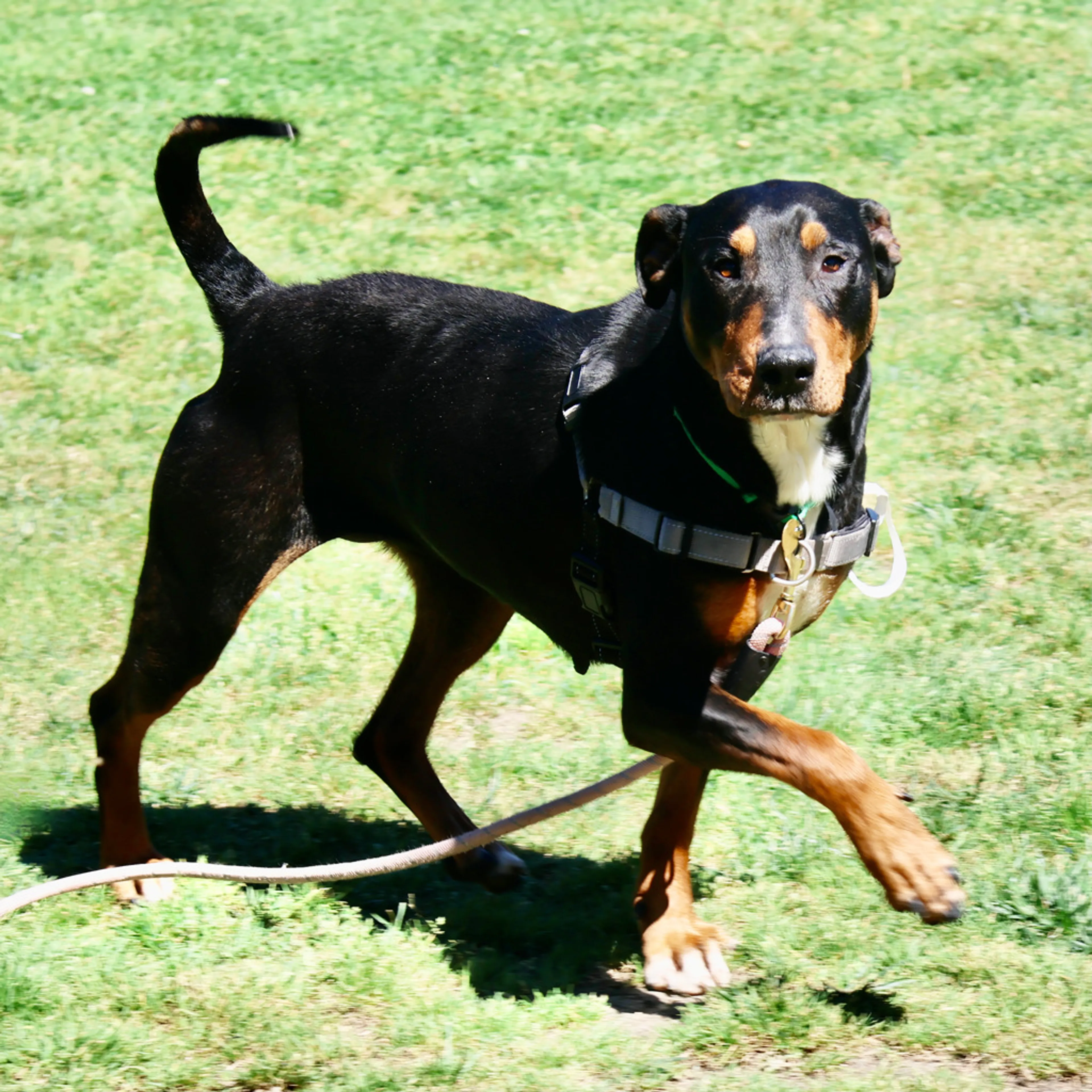 Found pet-6