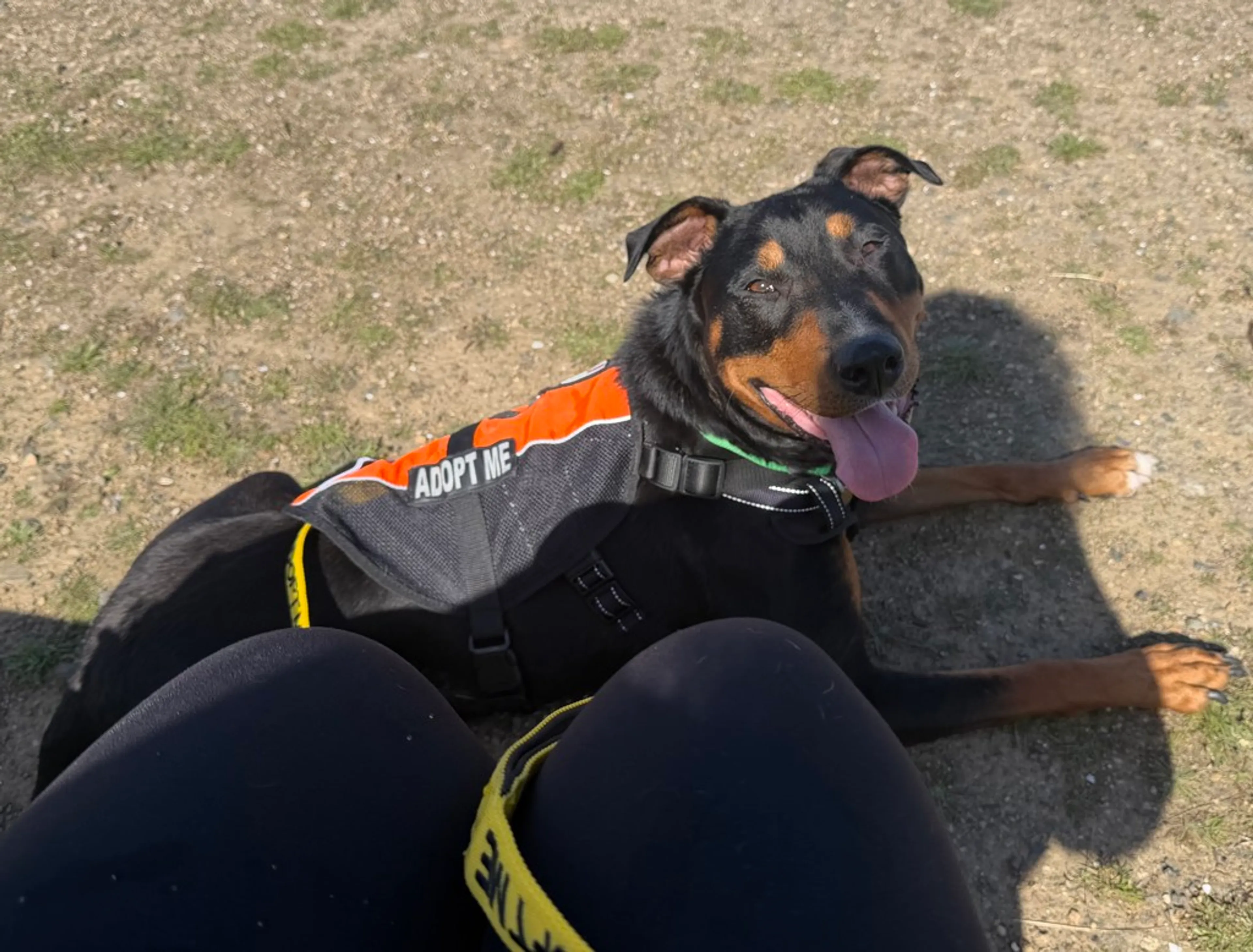 Found pet-2