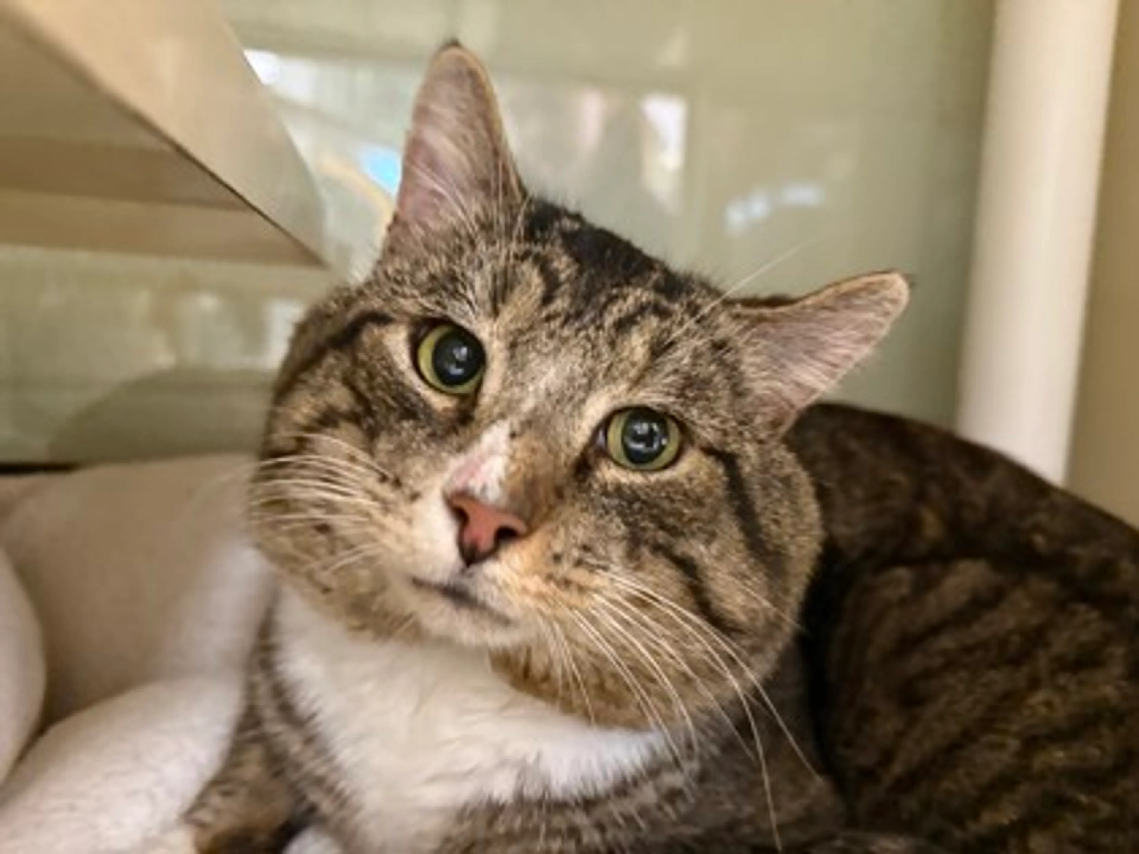 Found pet