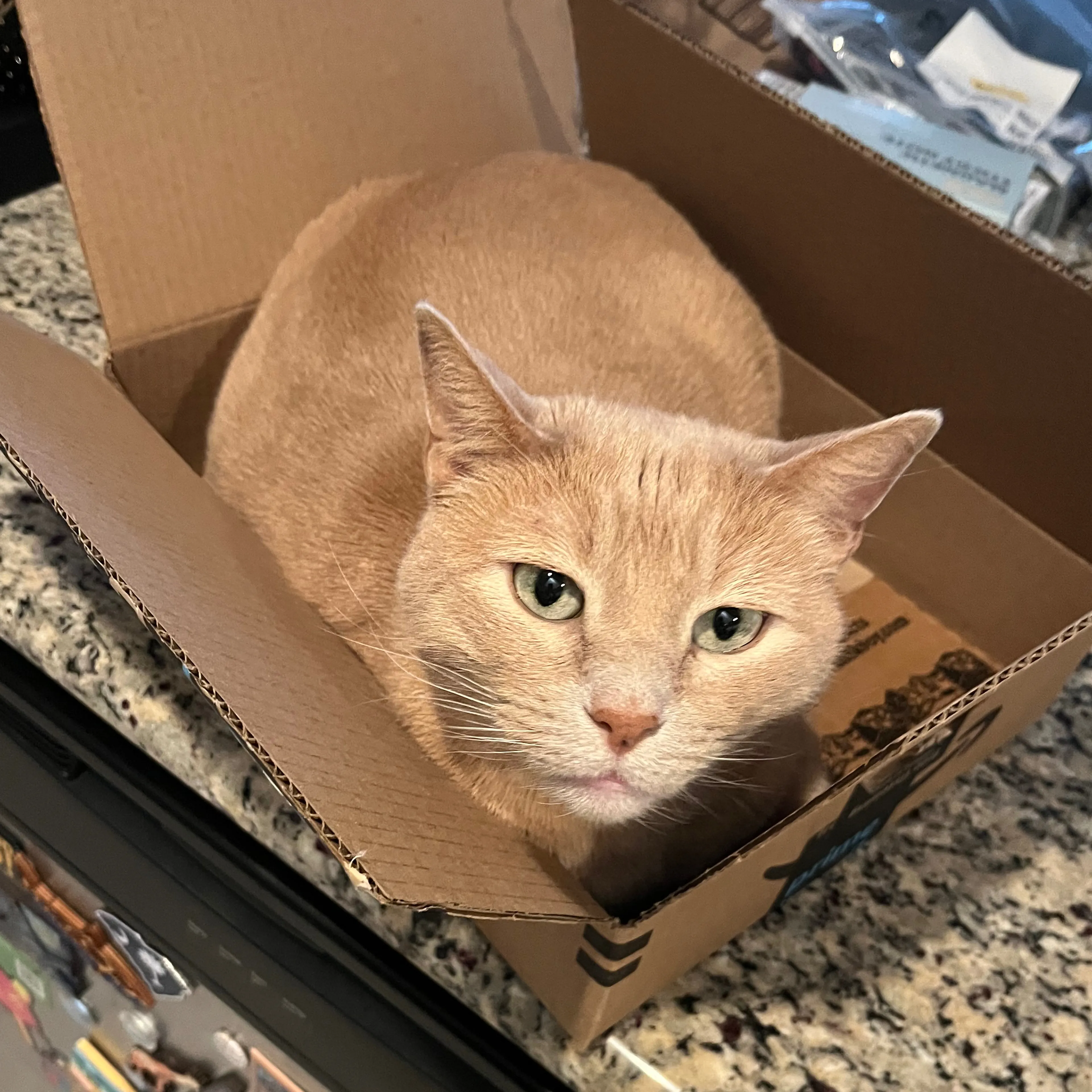 Lost pet-1