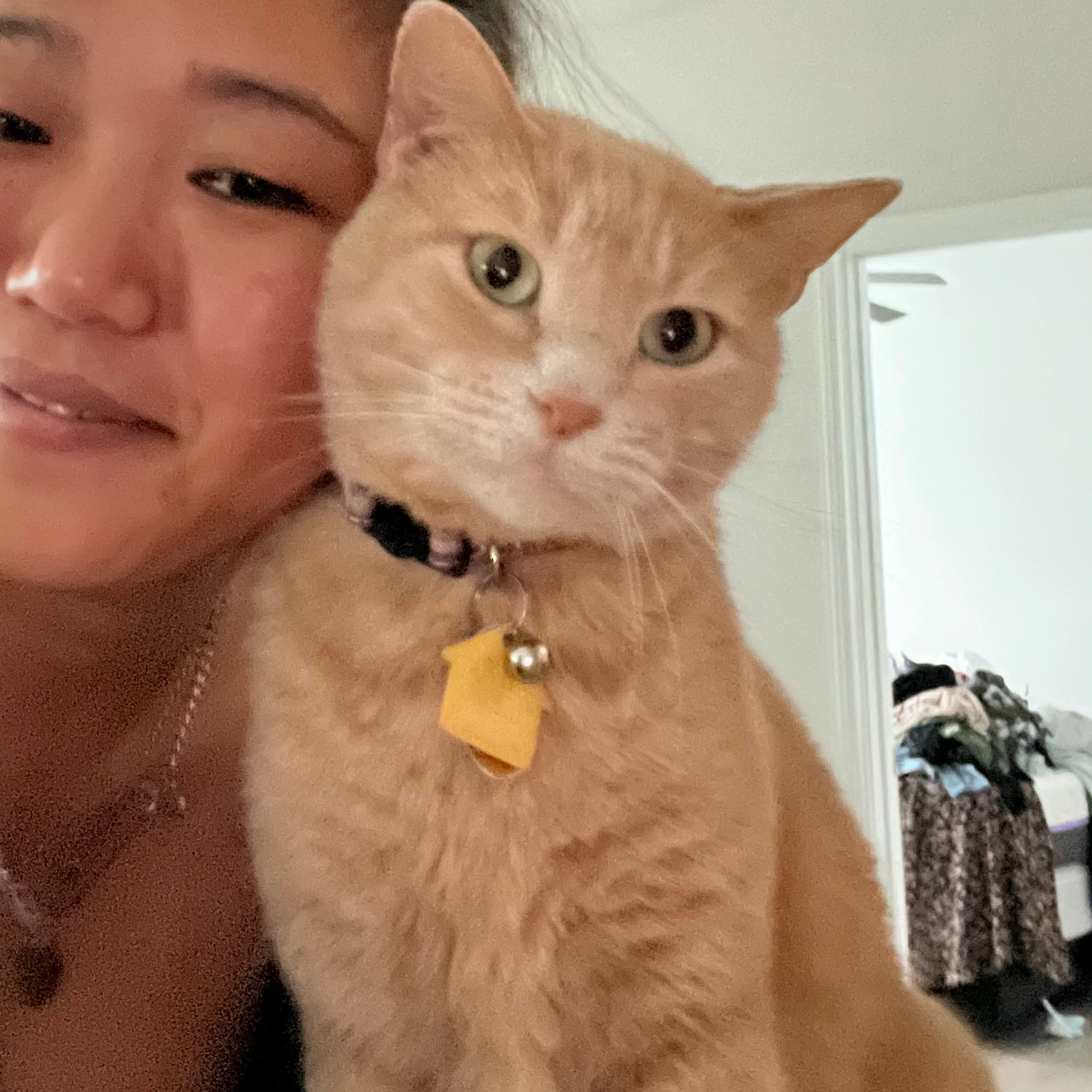 Lost pet-3