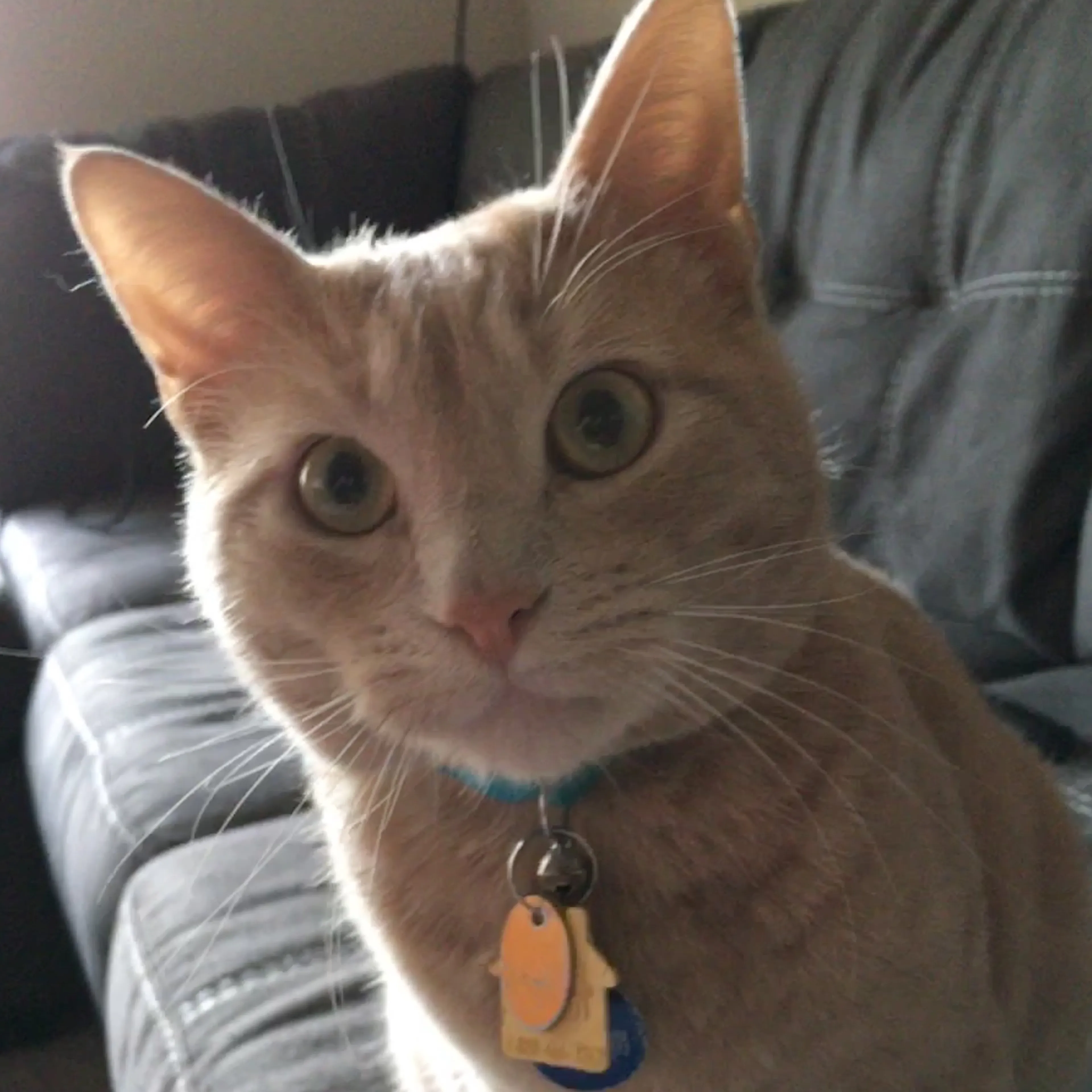 Lost pet-2
