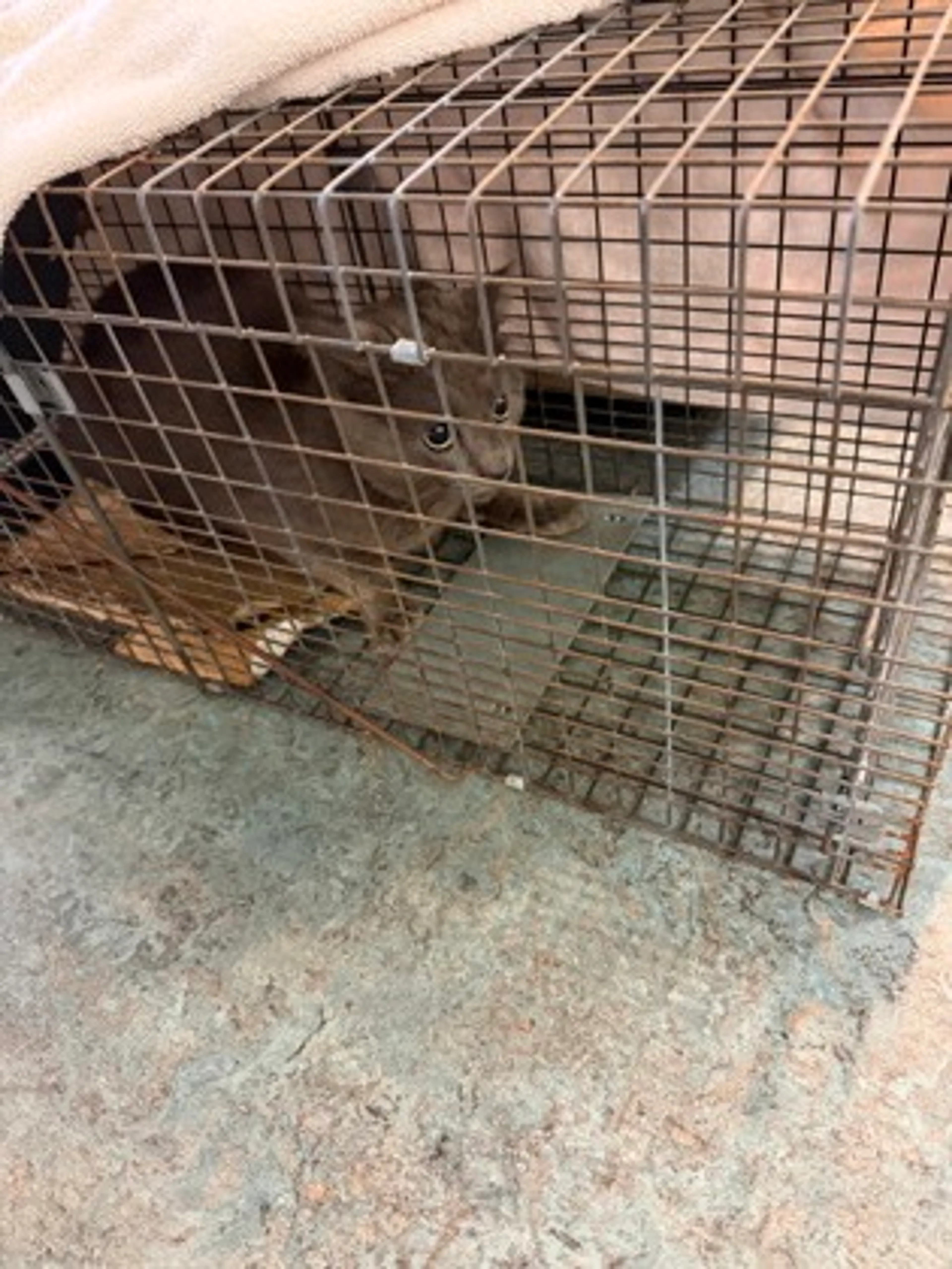 Found pet-0