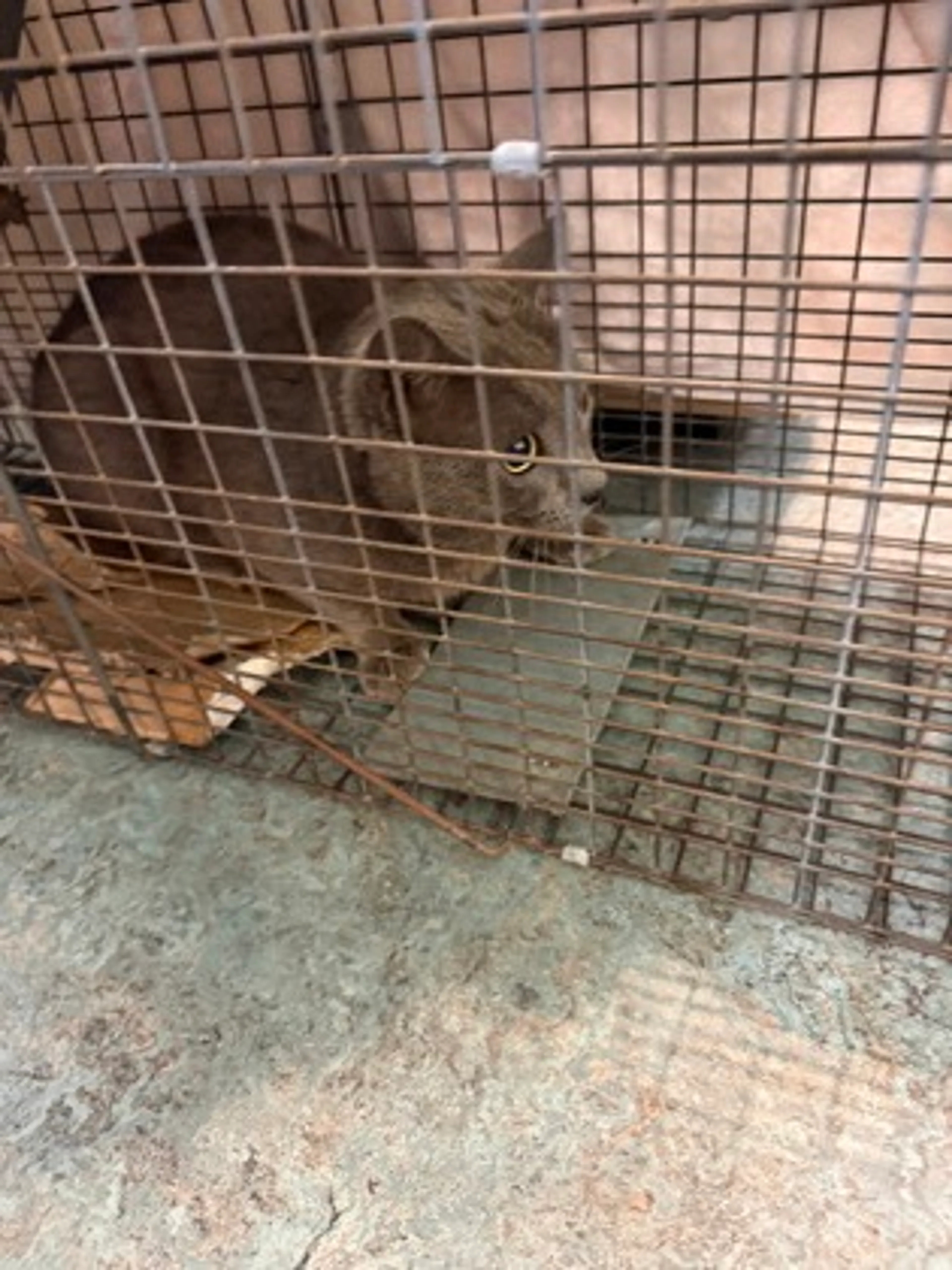 Found pet-1