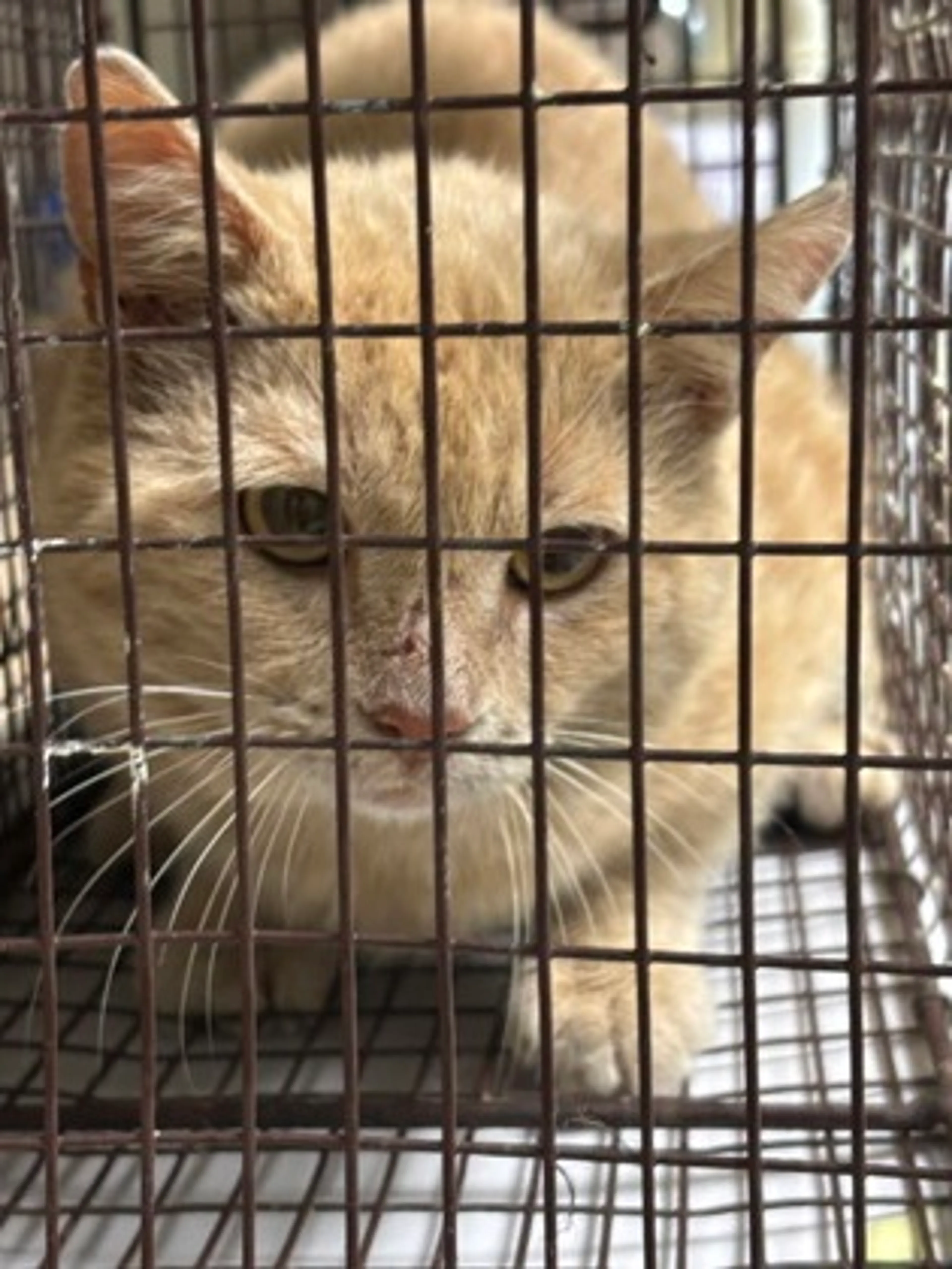 Found pet
