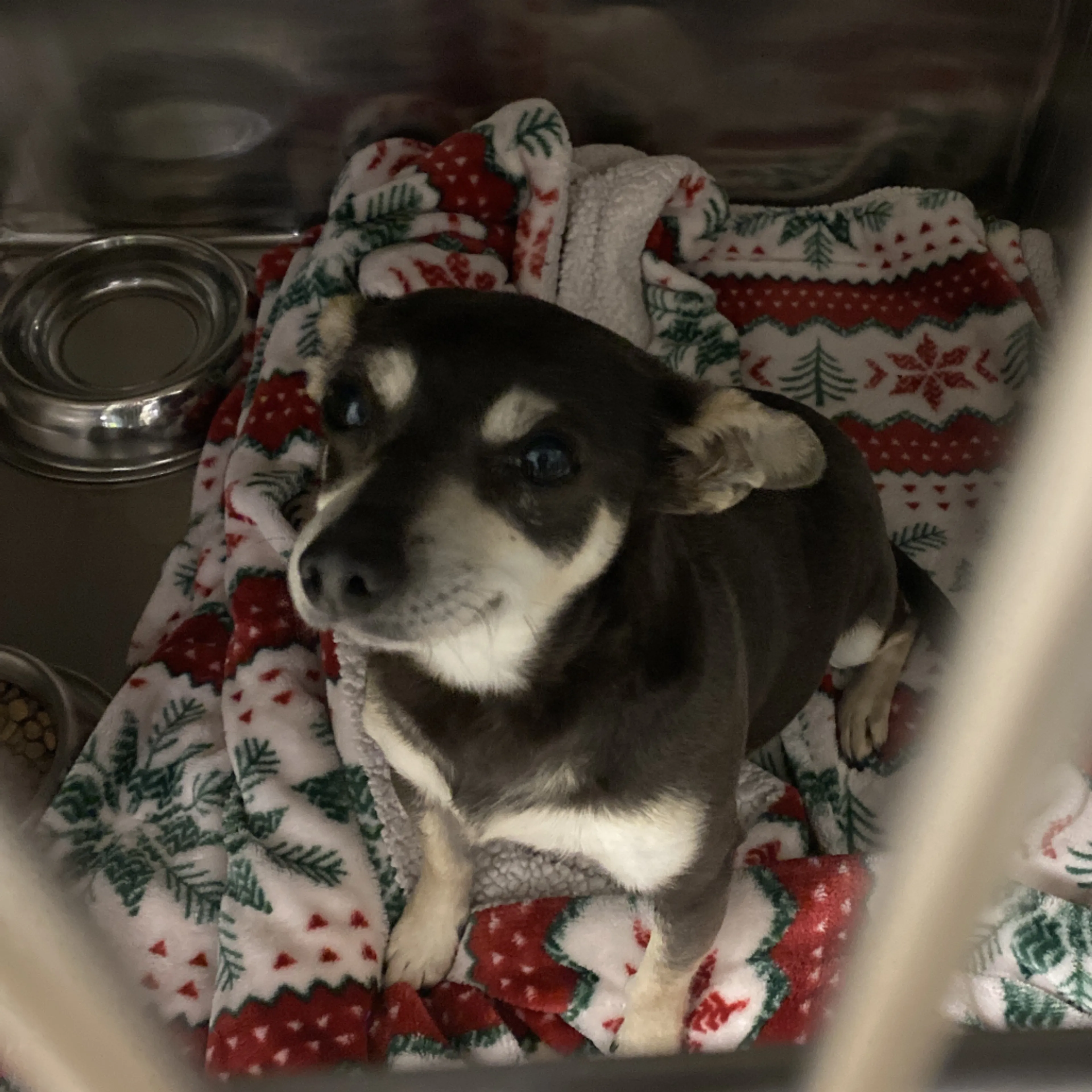 Found pet