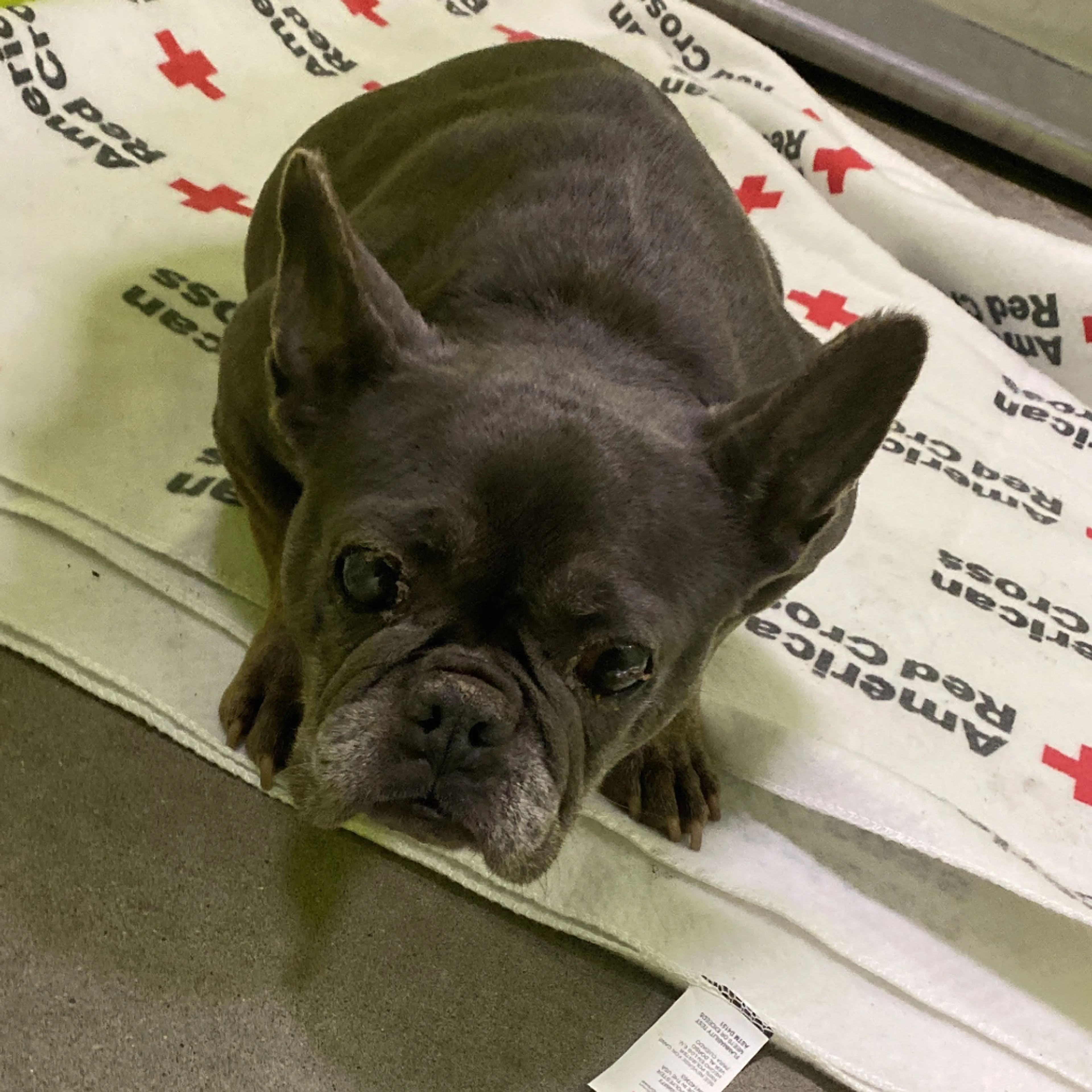 Found pet-1