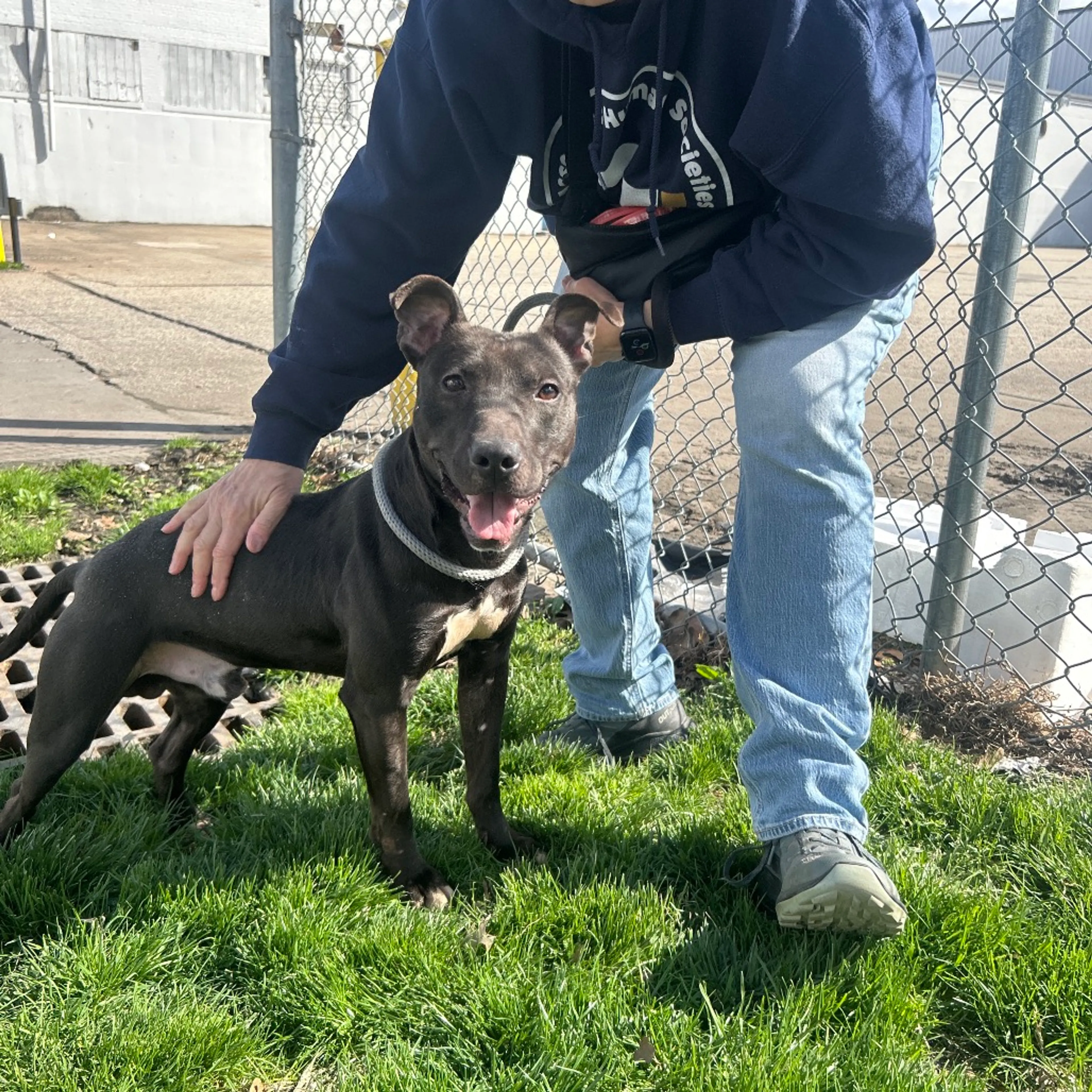 Found pet-7