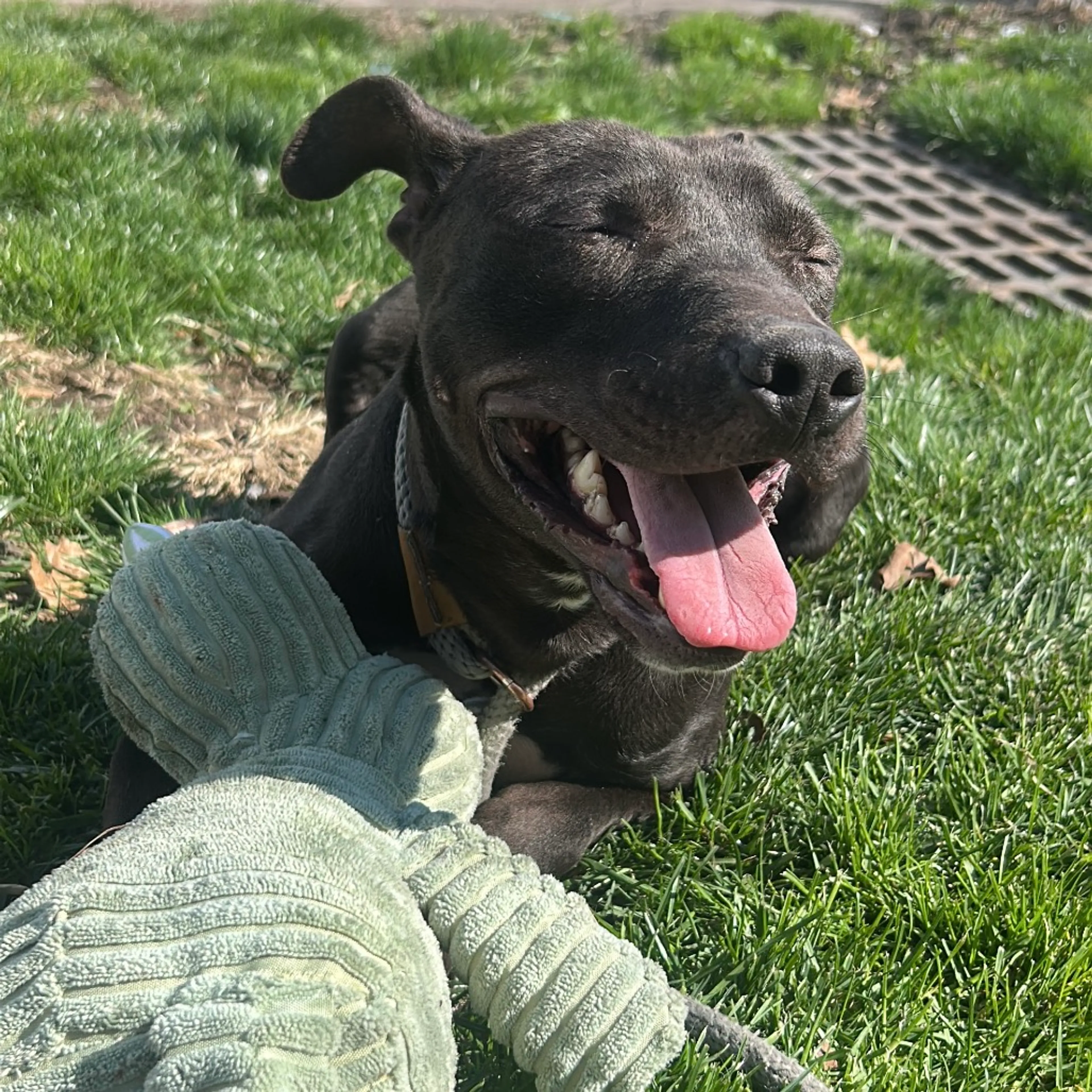 Found pet-3