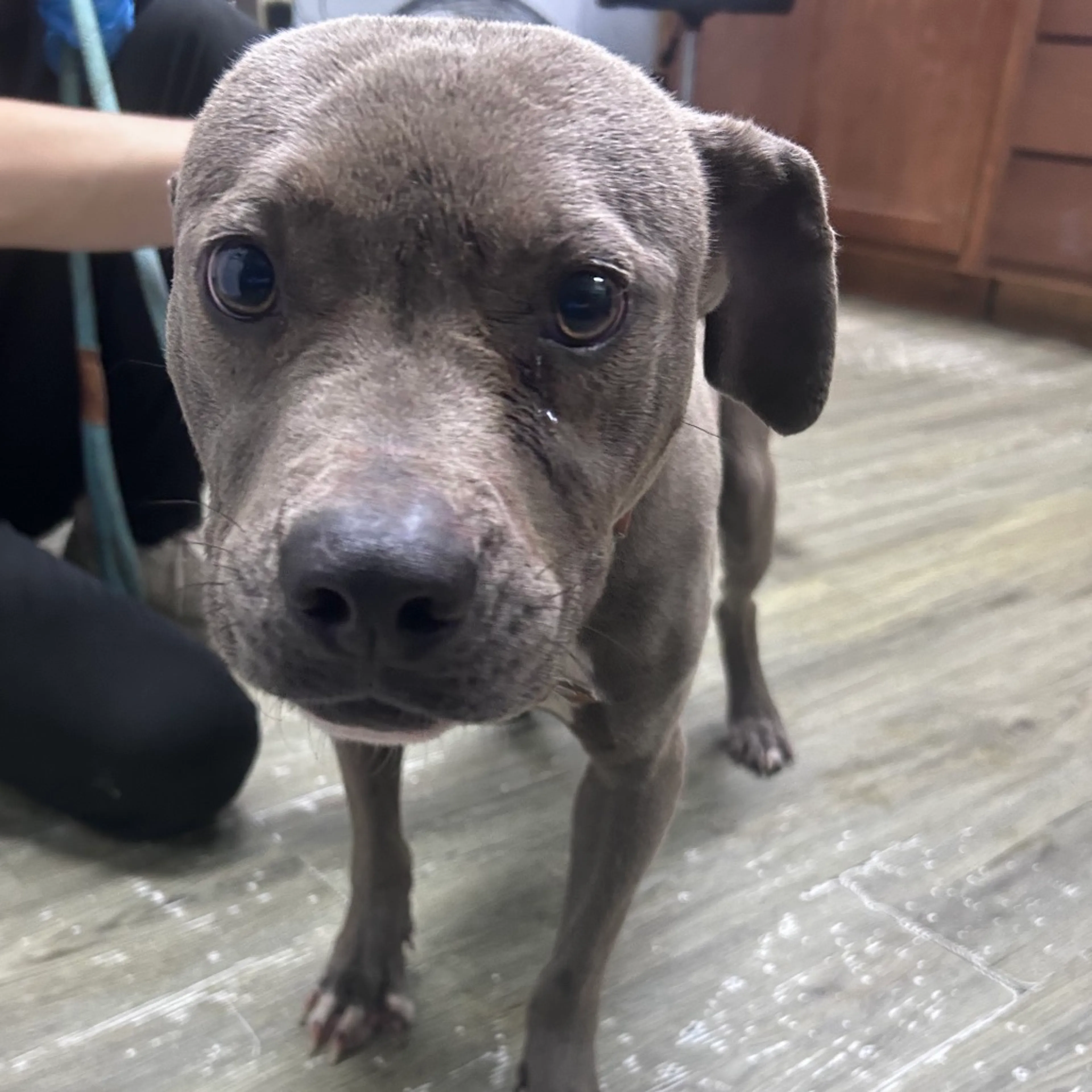 Found pet