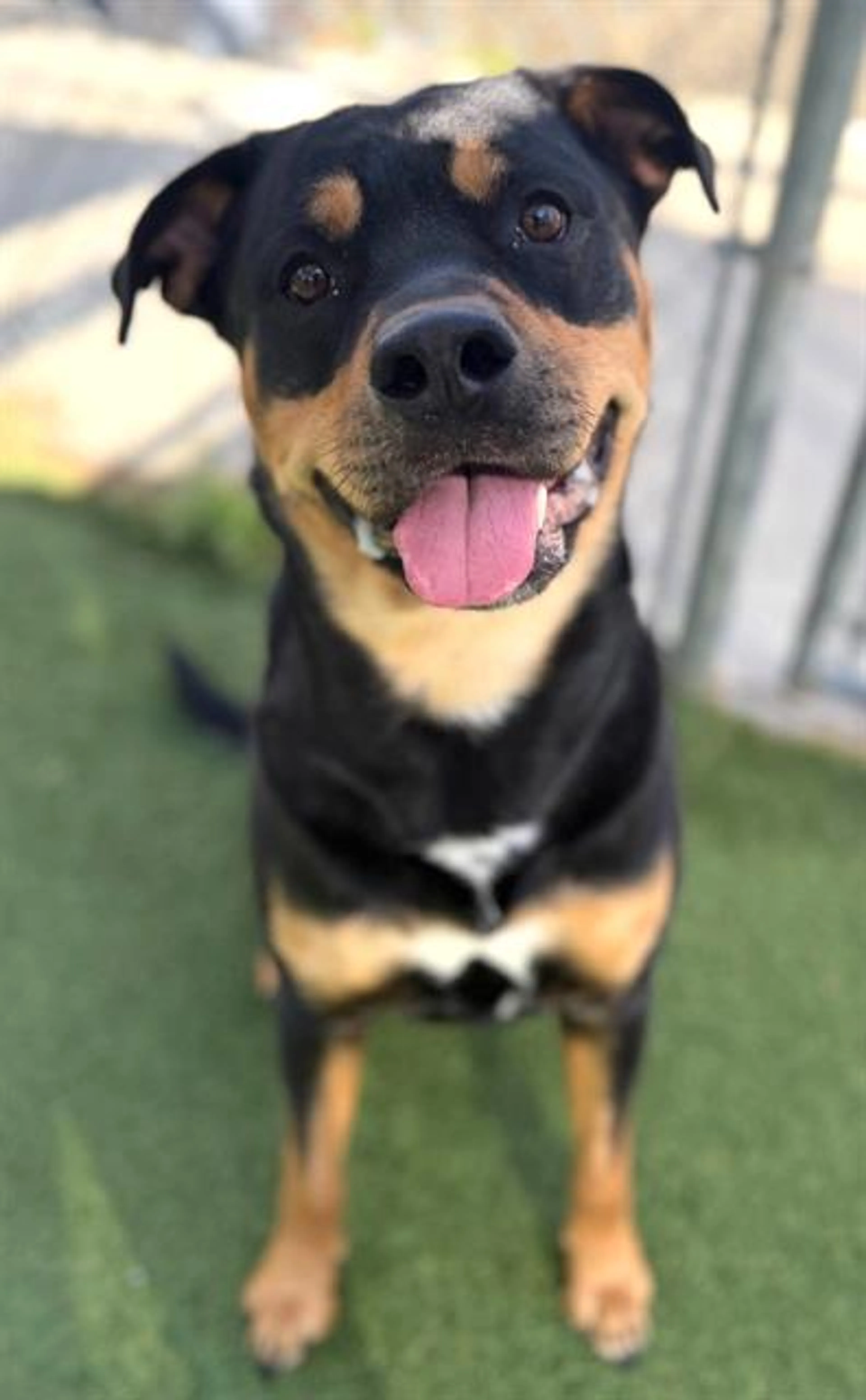 Found pet