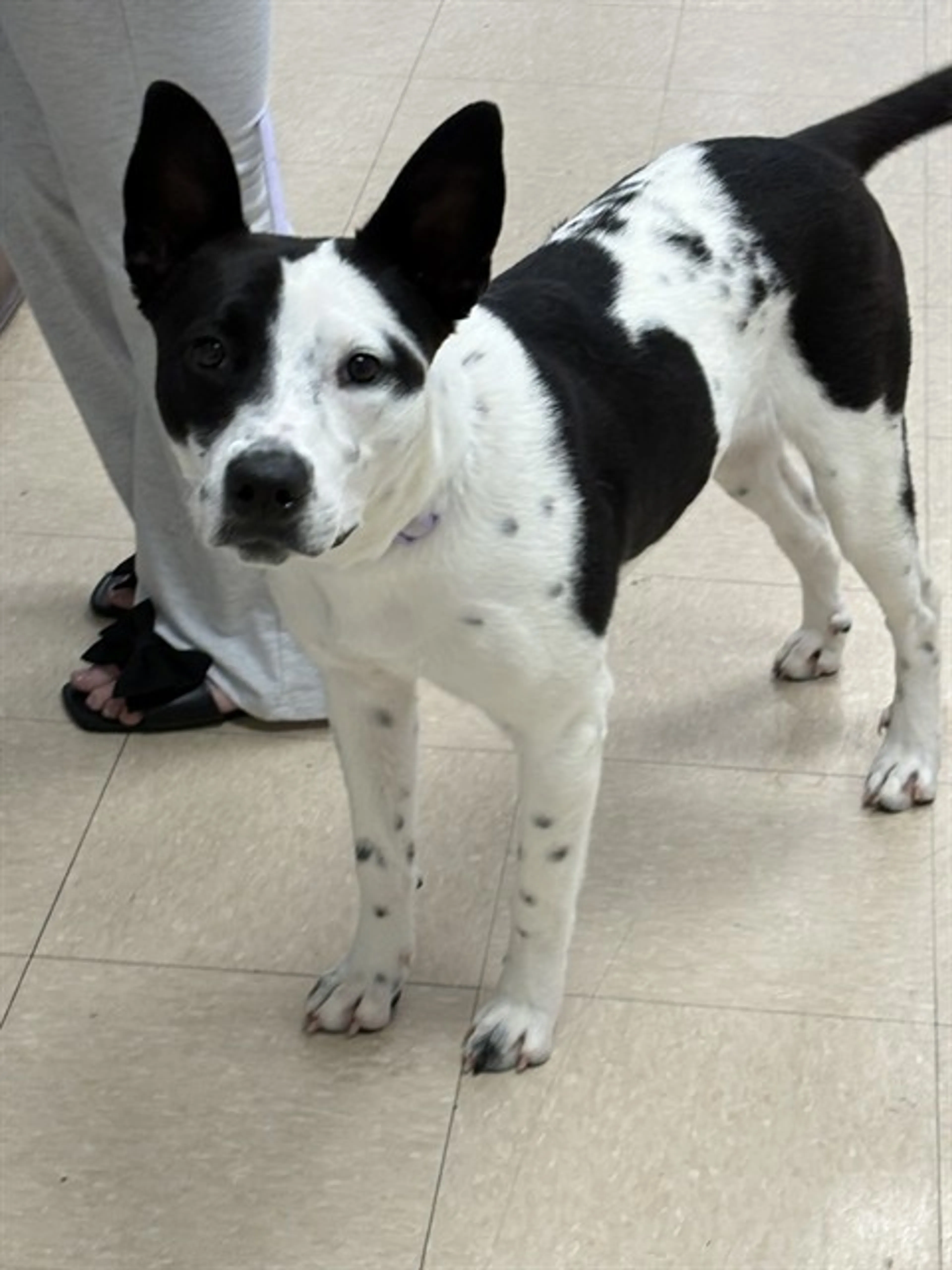 Found pet