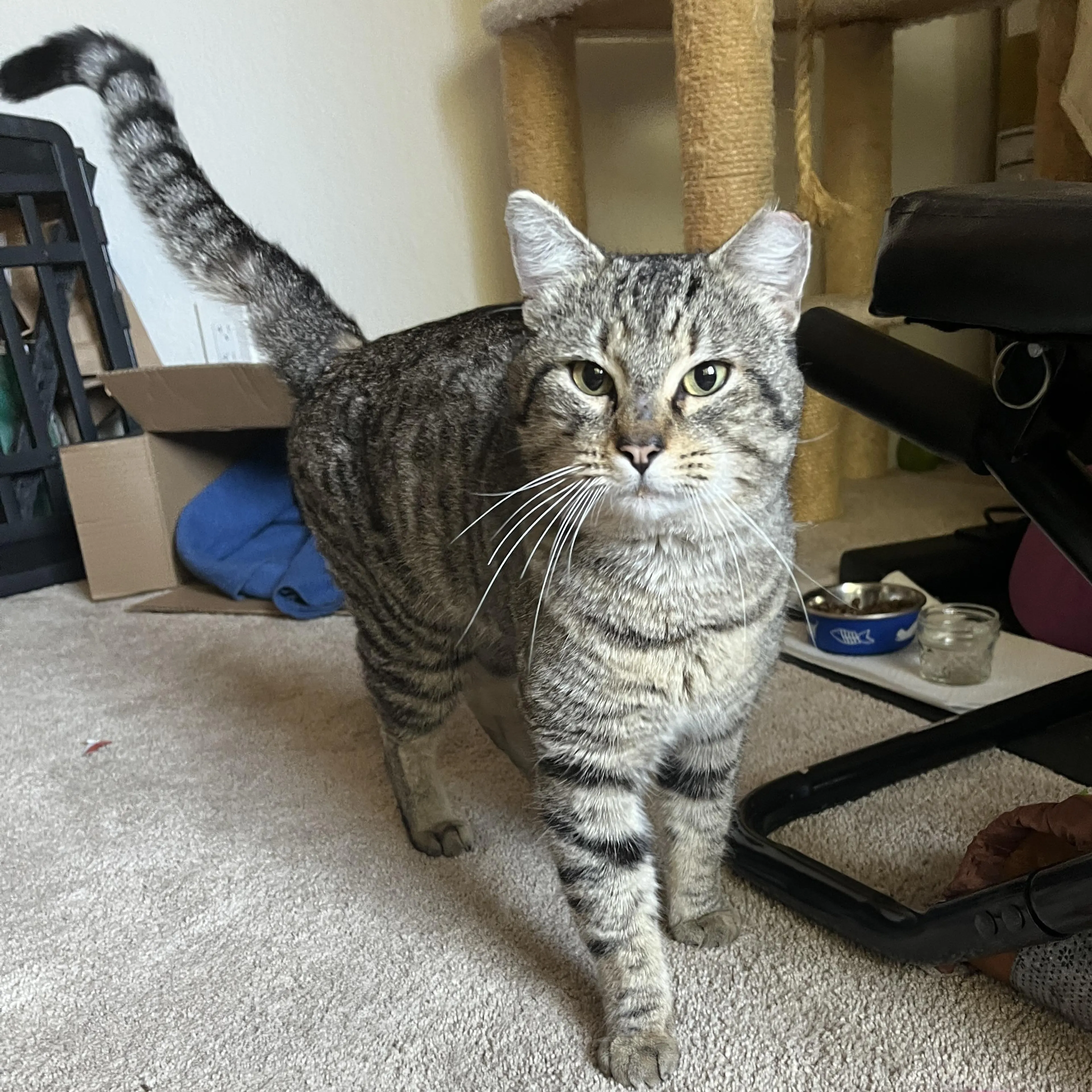 Found pet-1