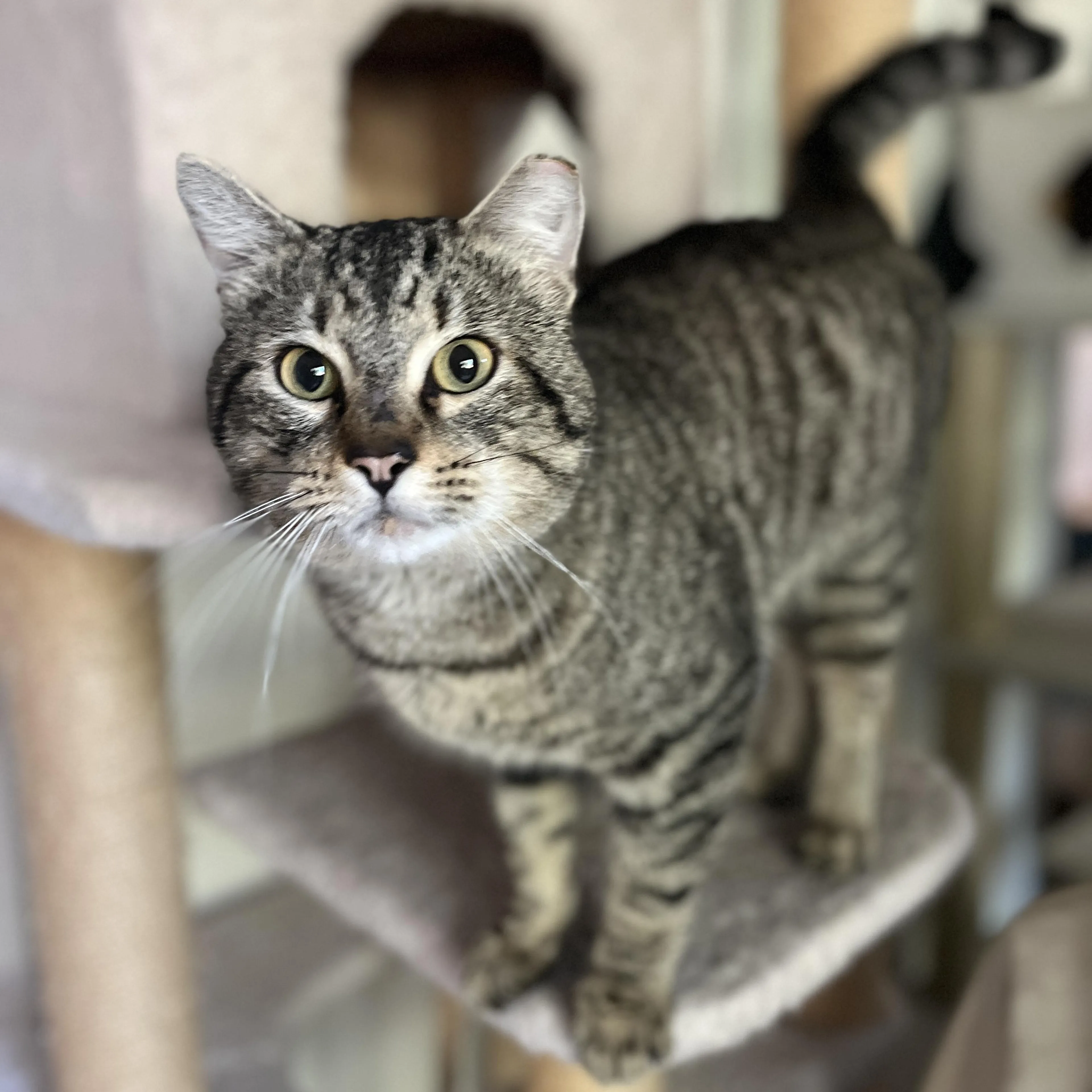 Found pet-3