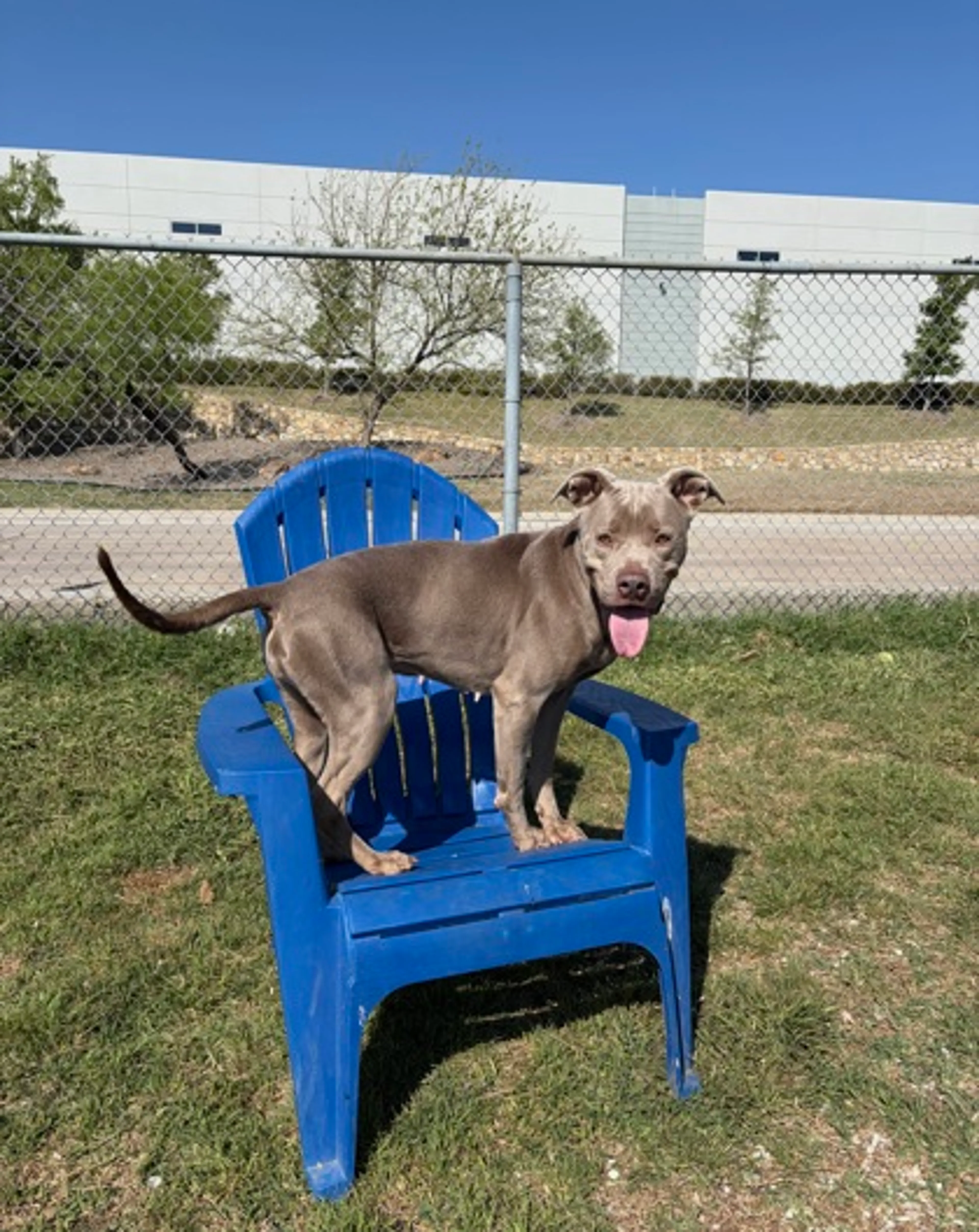 Found pet-1