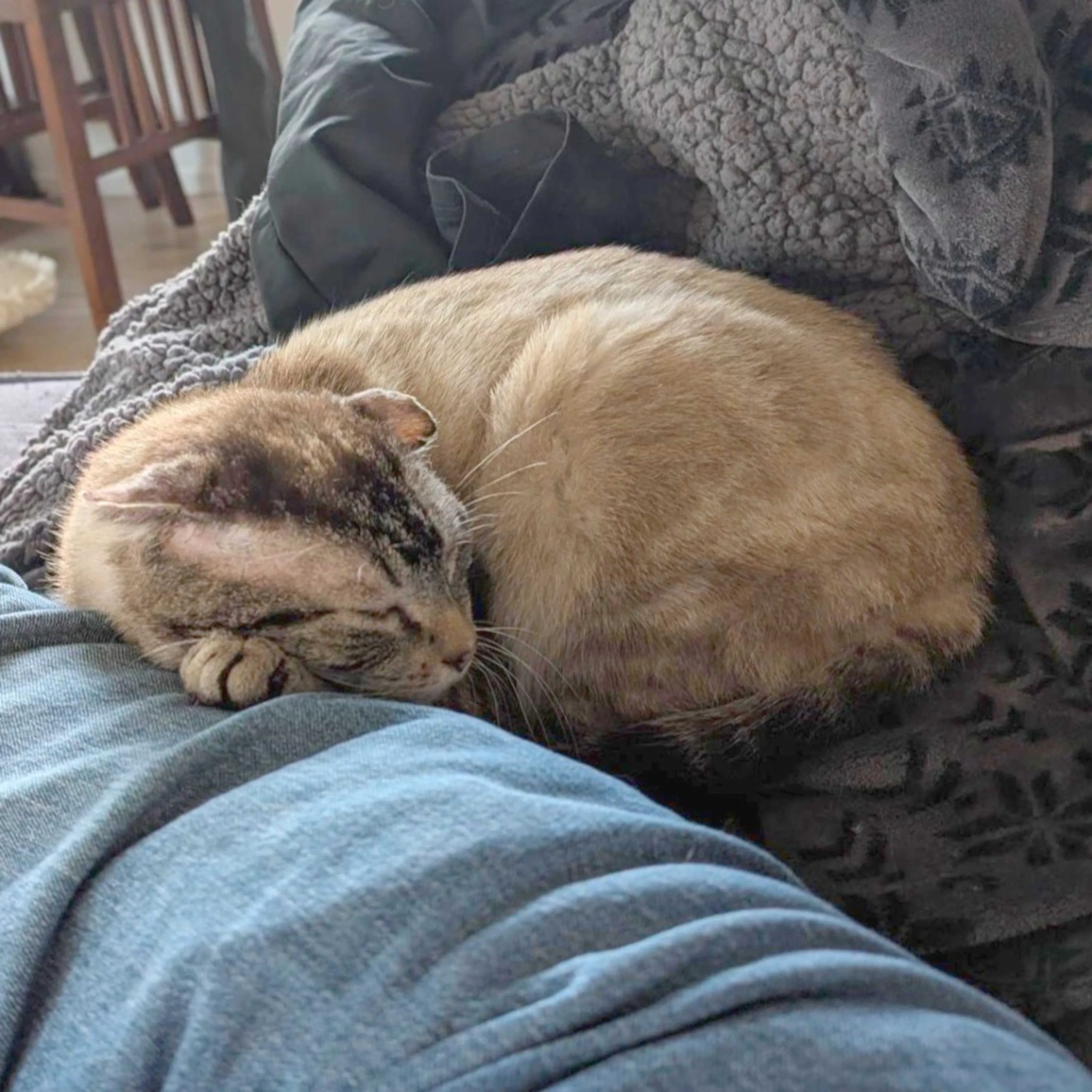 Found pet-1