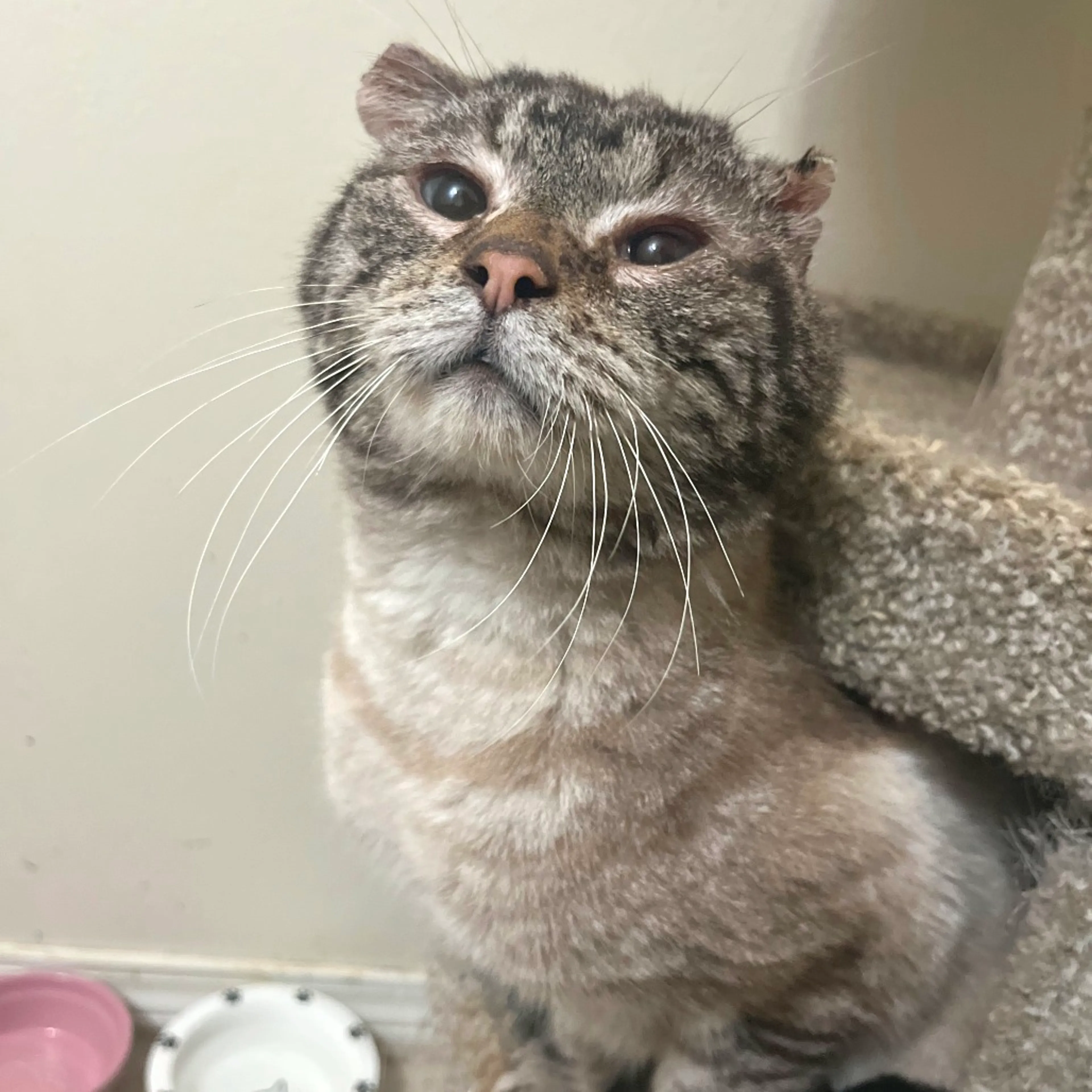 Found pet-0