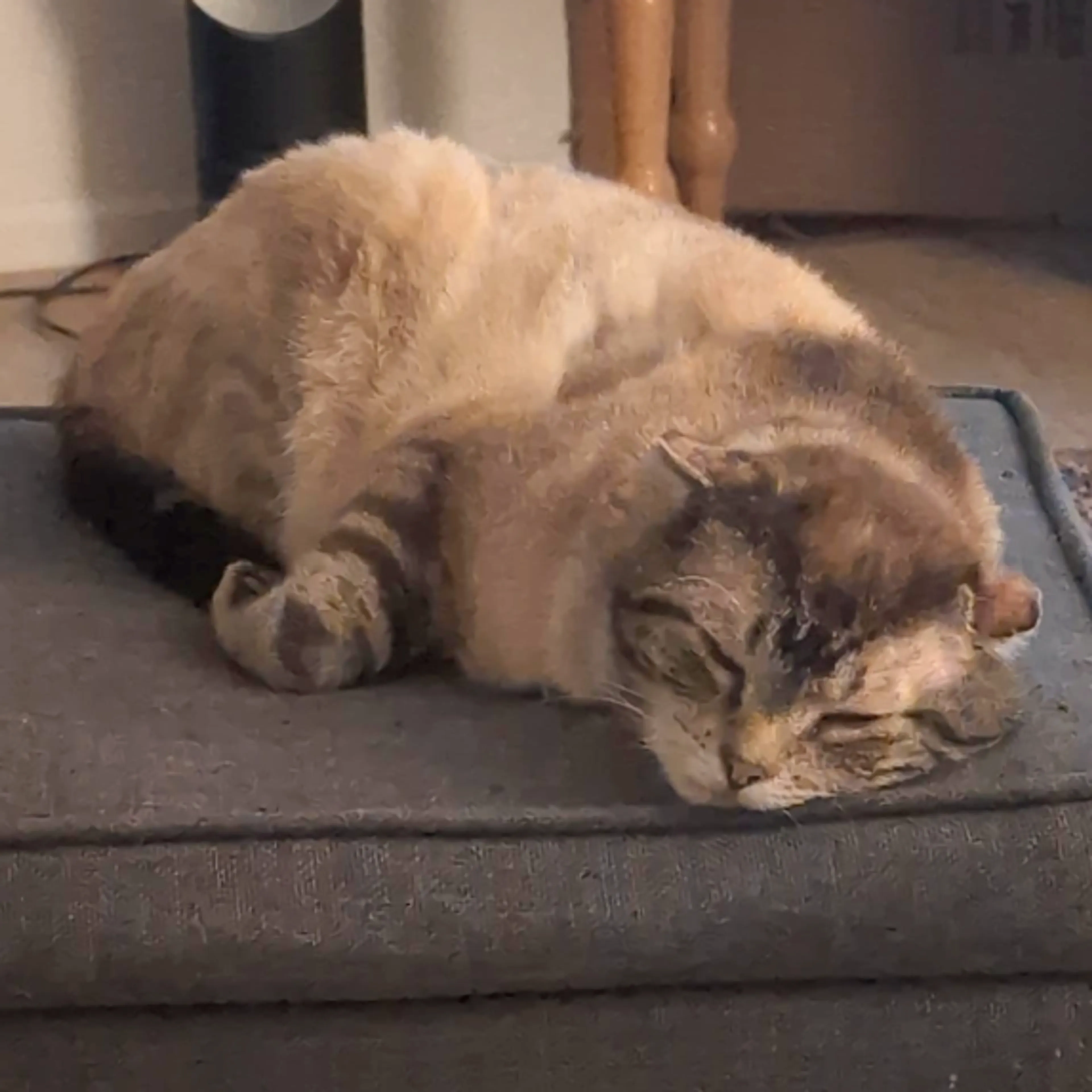 Found pet-2