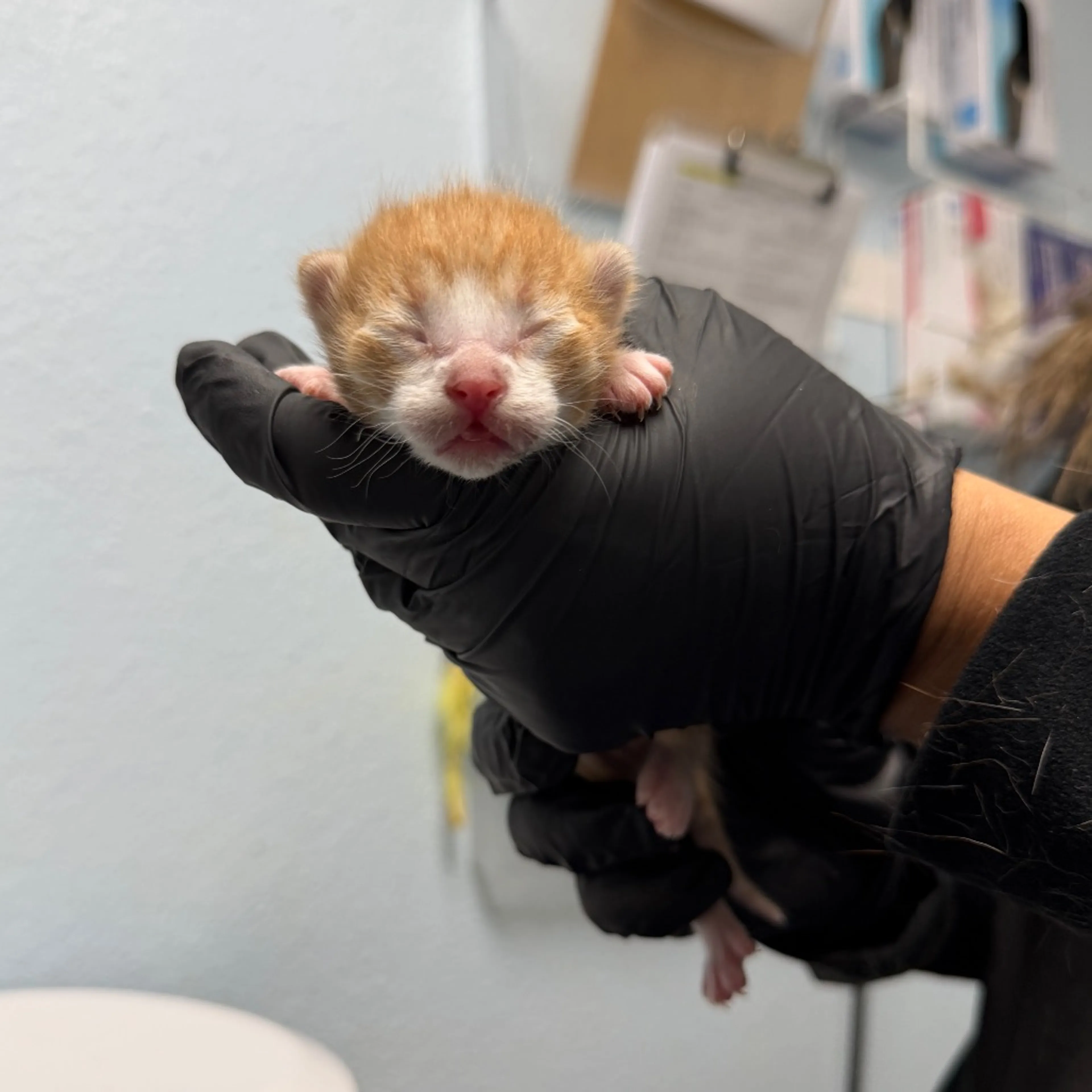 Found pet-1