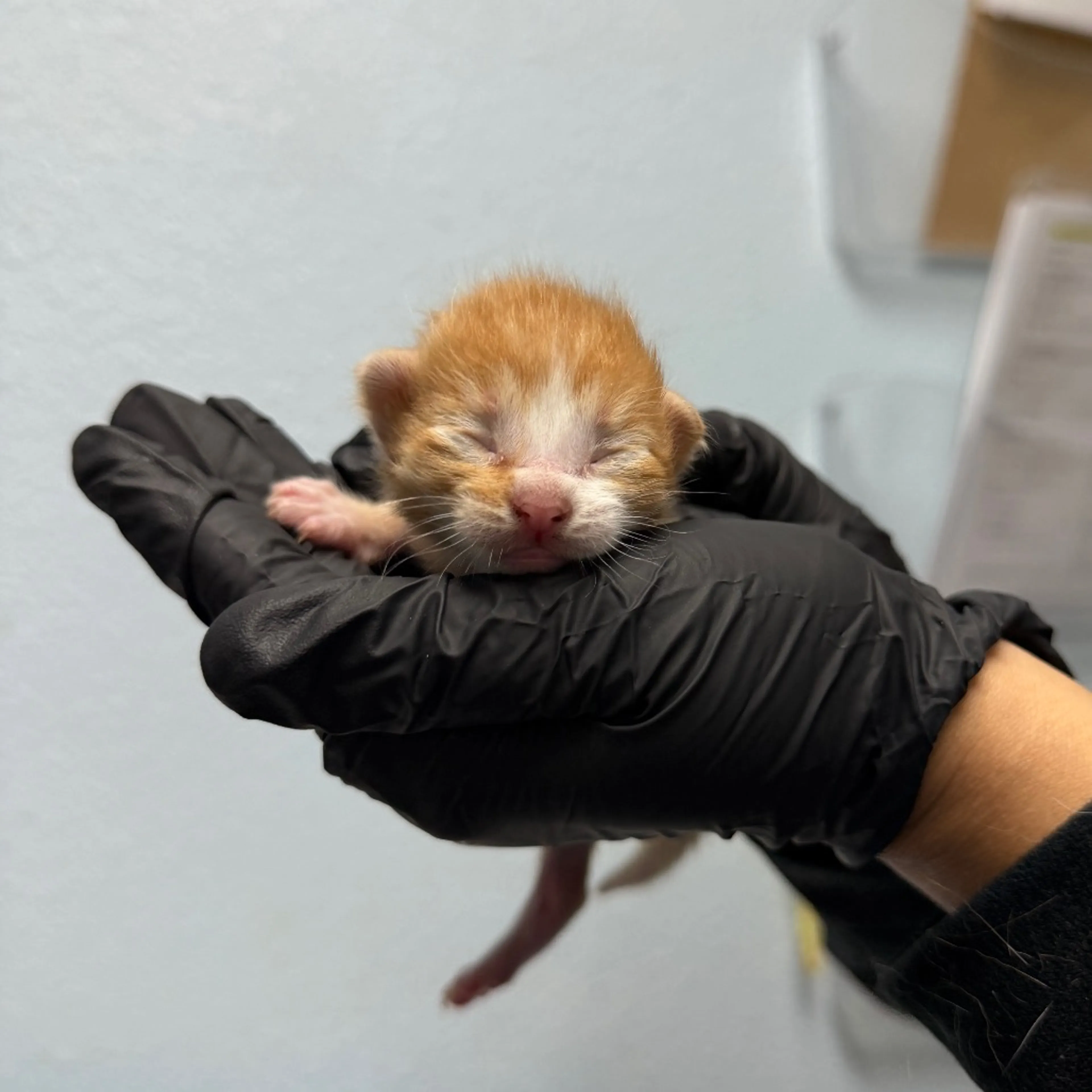 Found pet-1