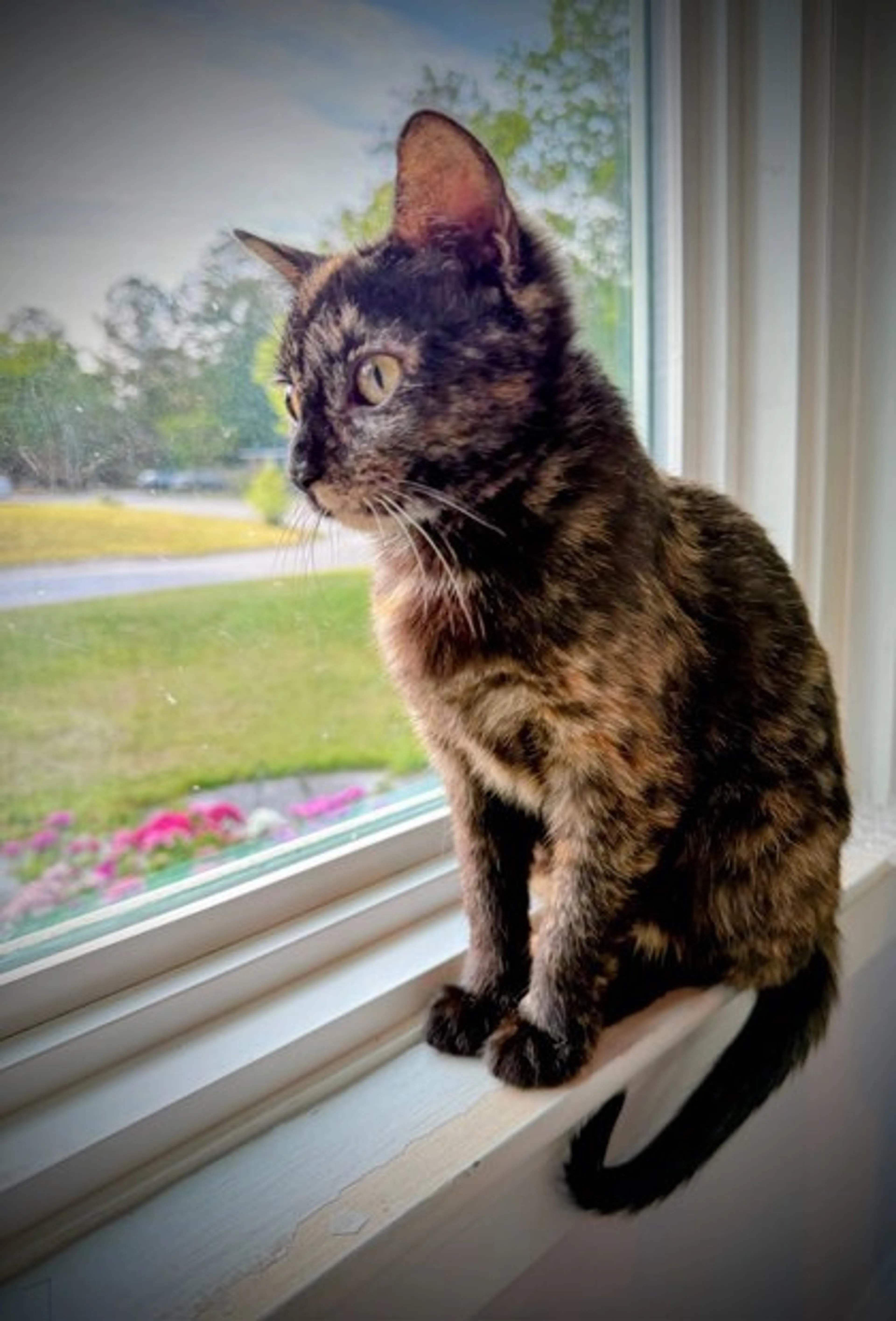 Found pet-1