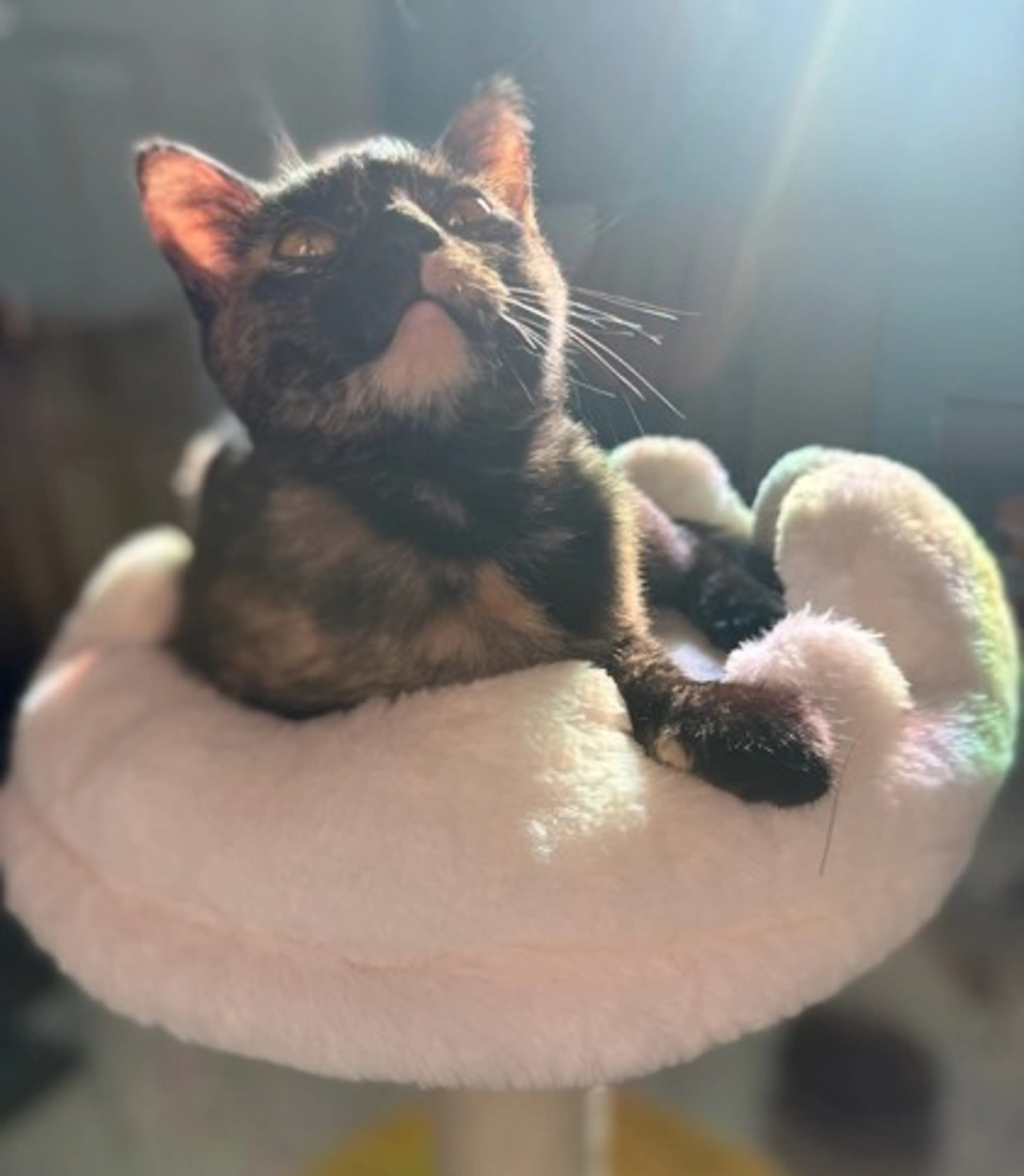 Found pet-2
