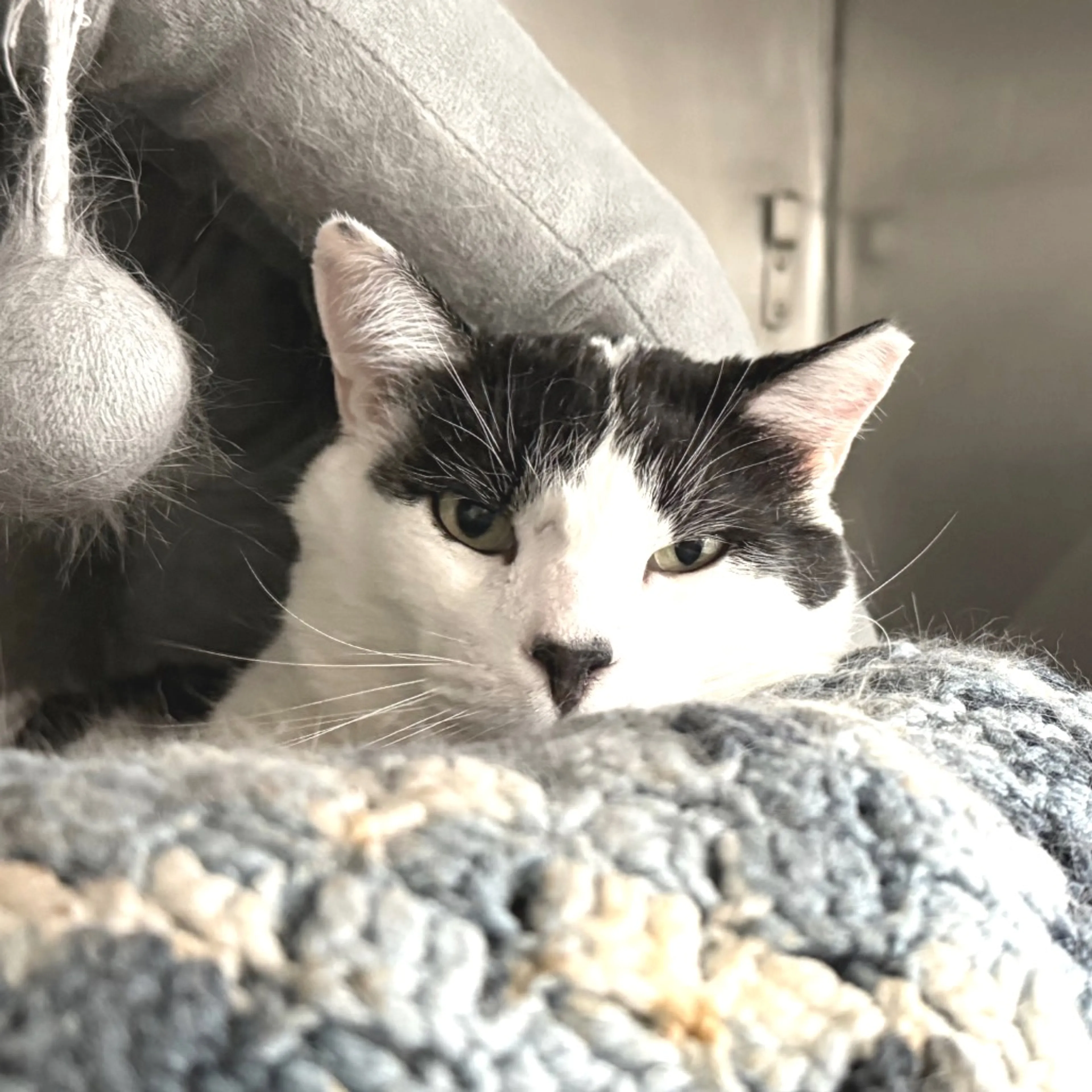 Found pet