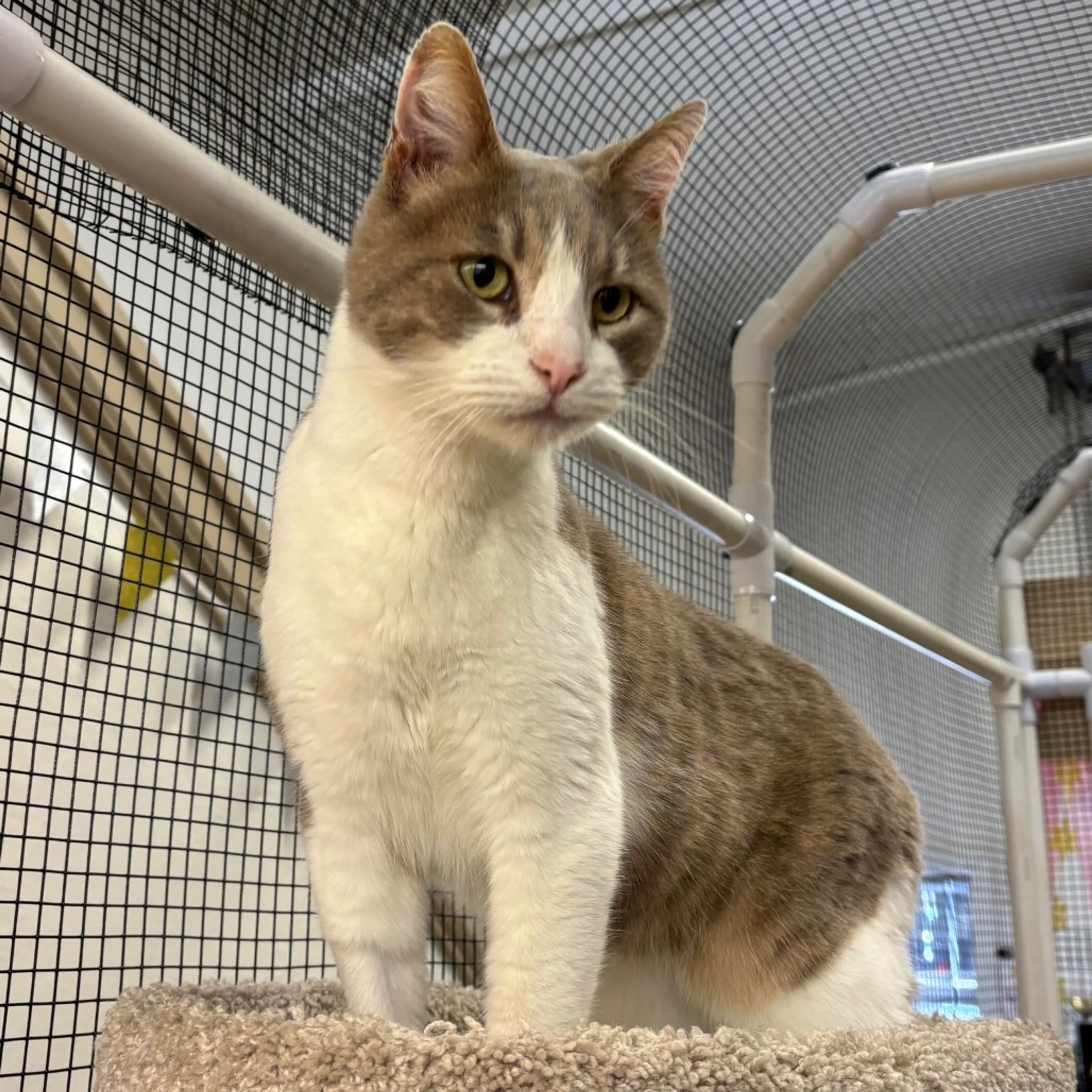 Found pet-2