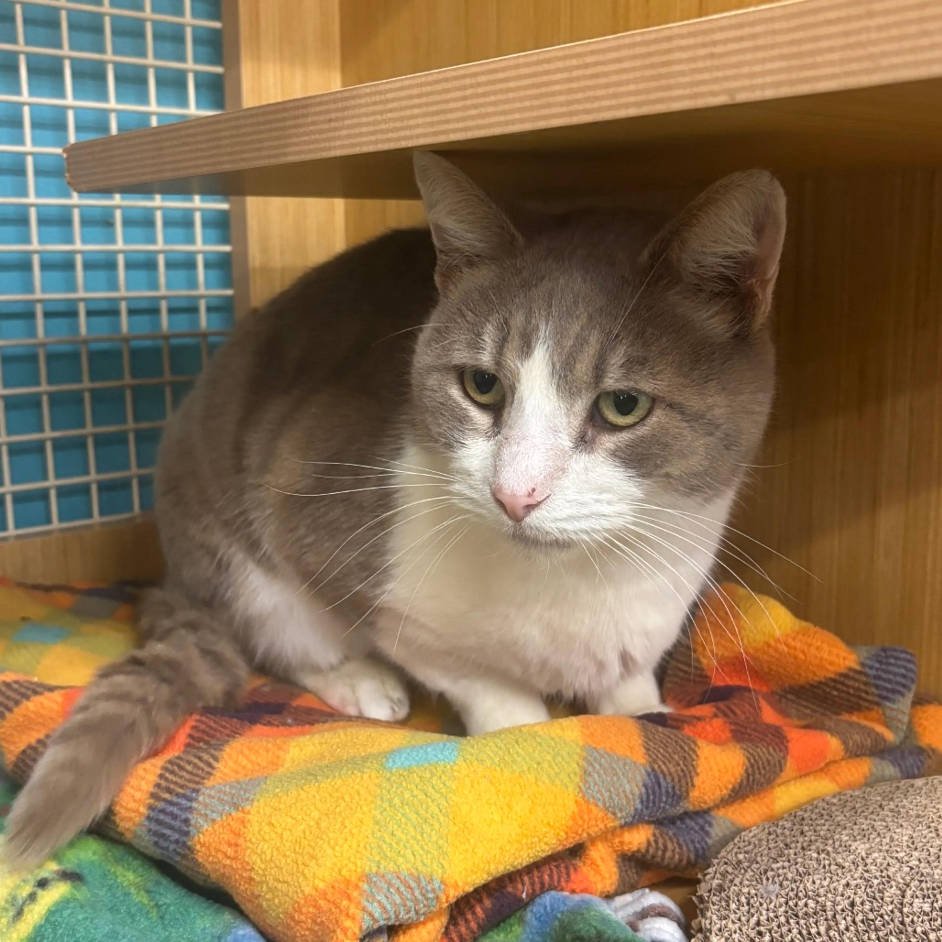 Found pet-4