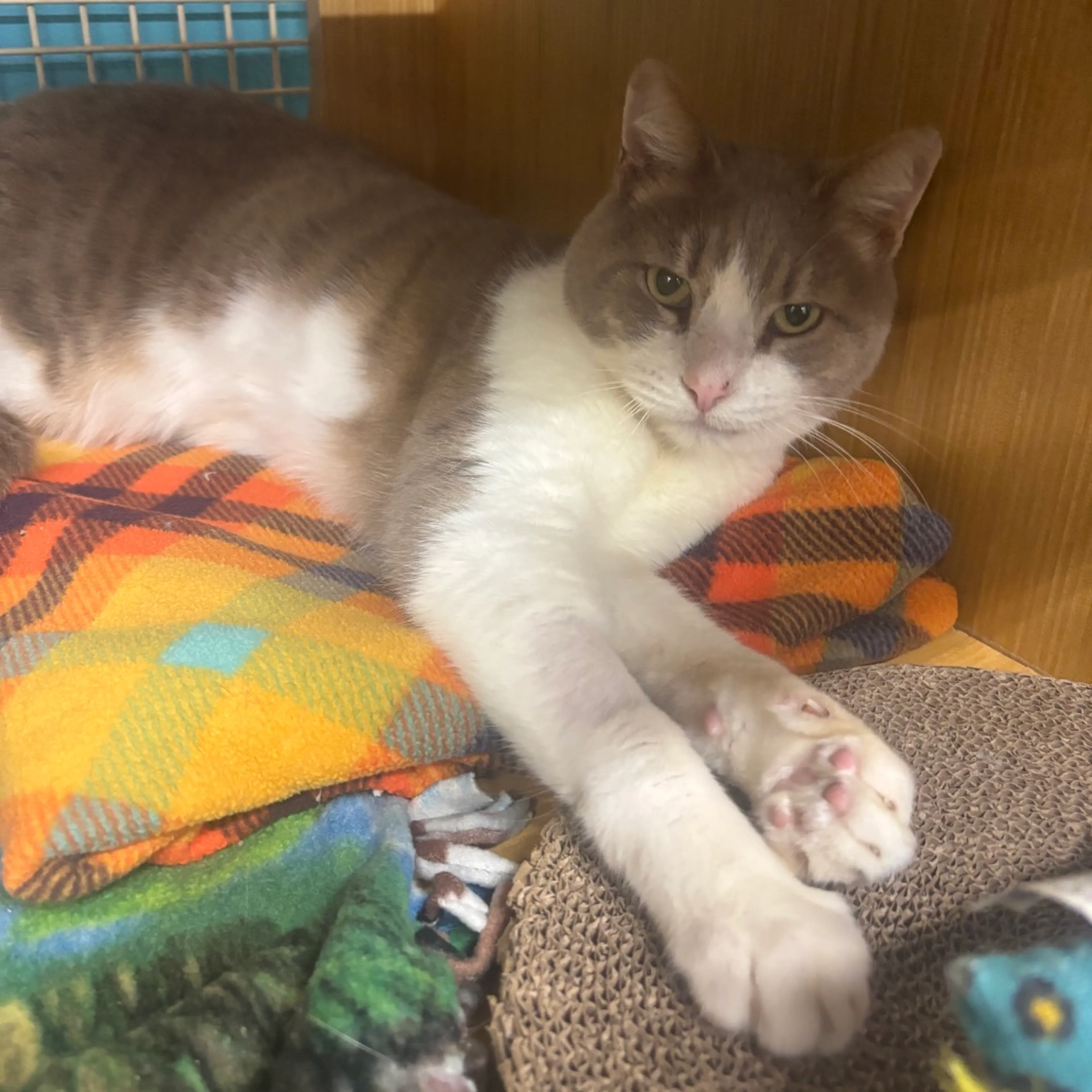 Found pet-6