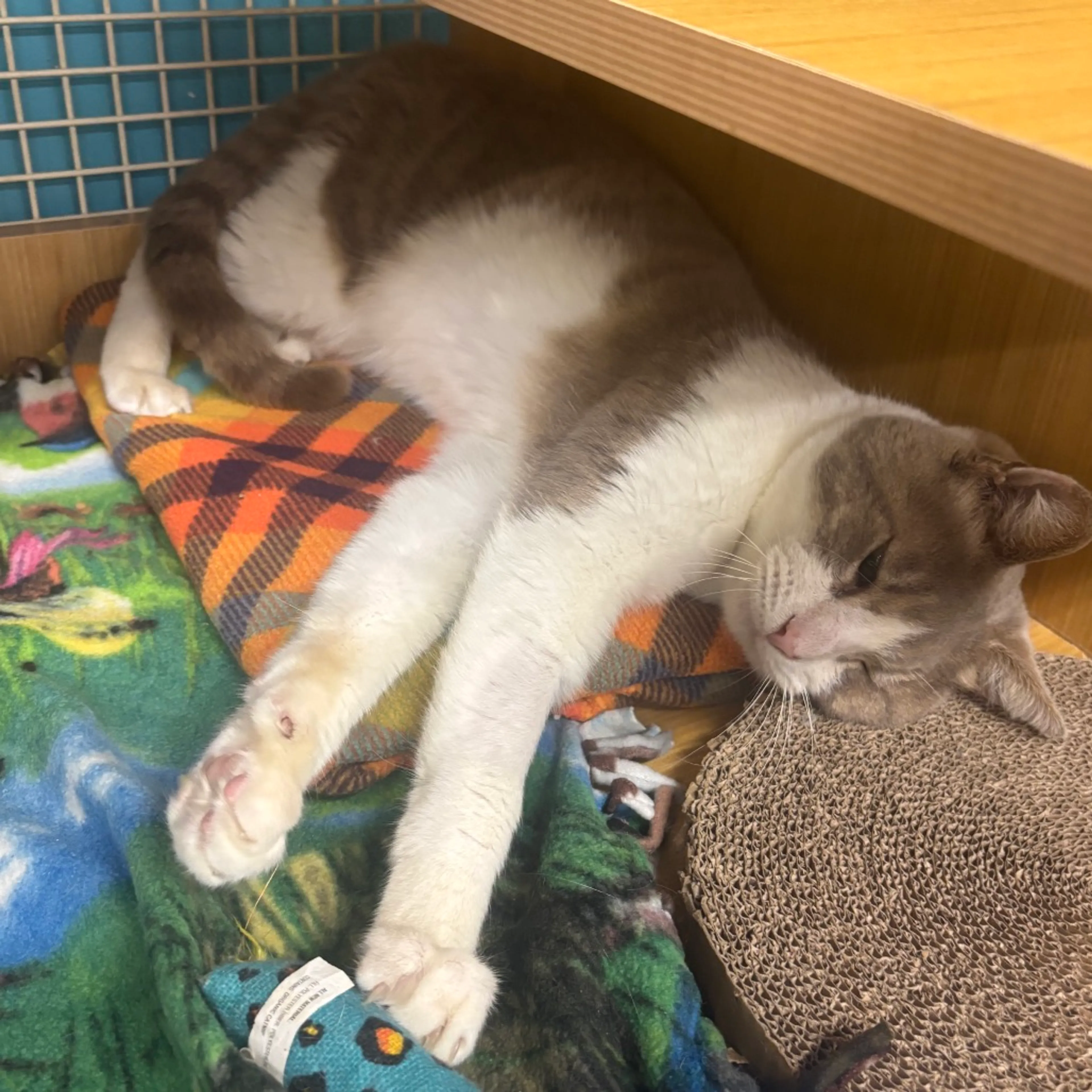 Found pet-5