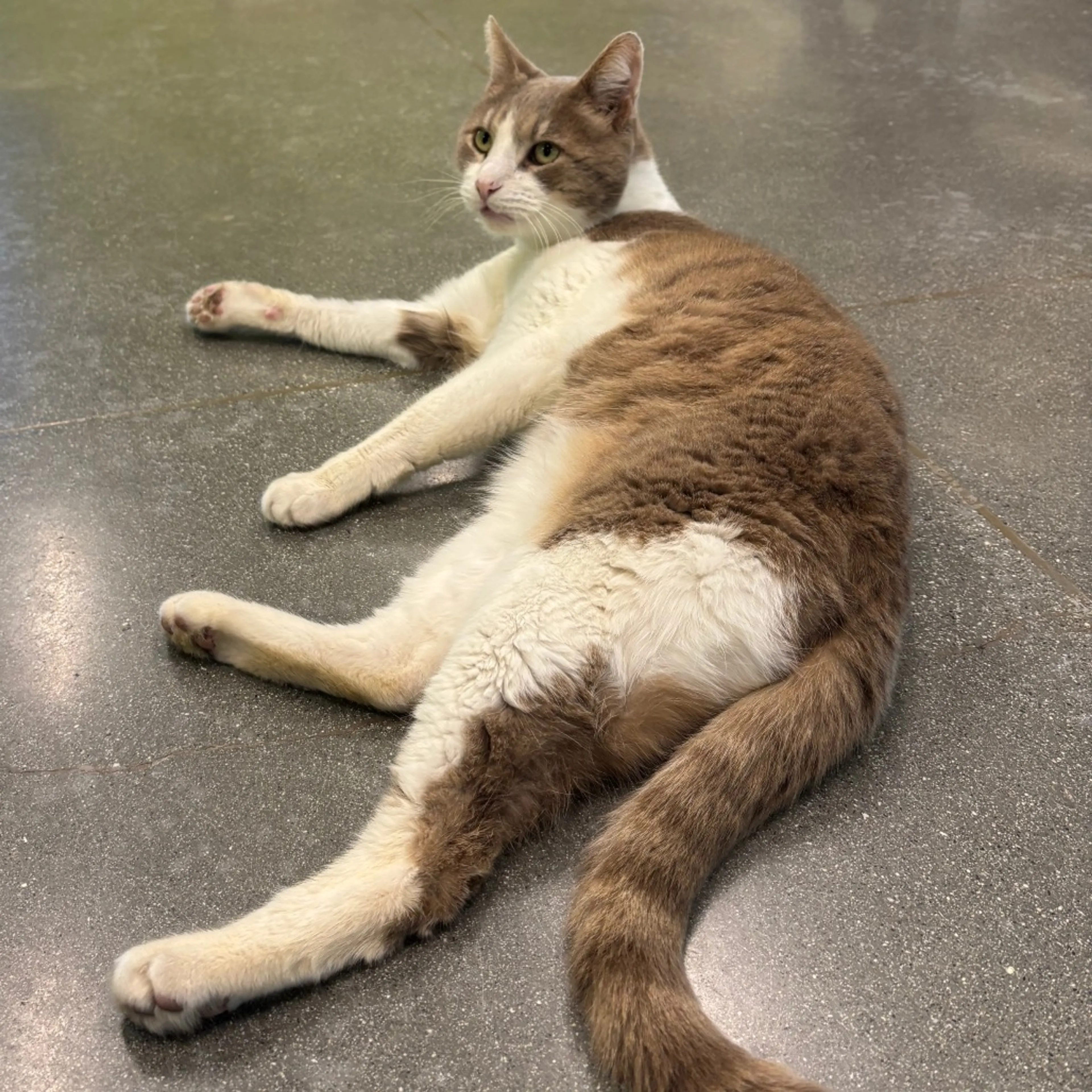 Found pet-1